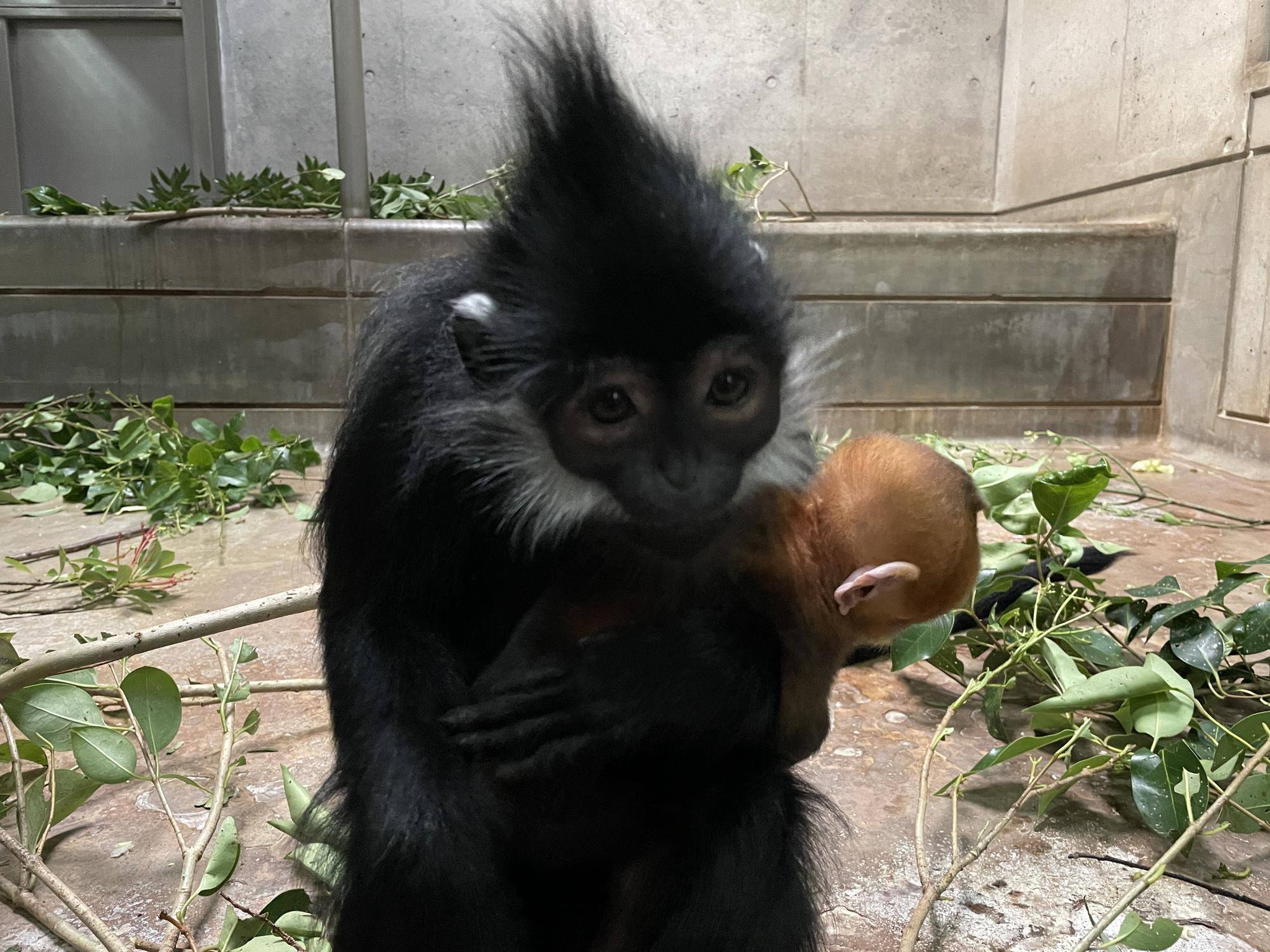 【飼育日誌】20230720：ユズぽん通信3アマナツと (8).jpg