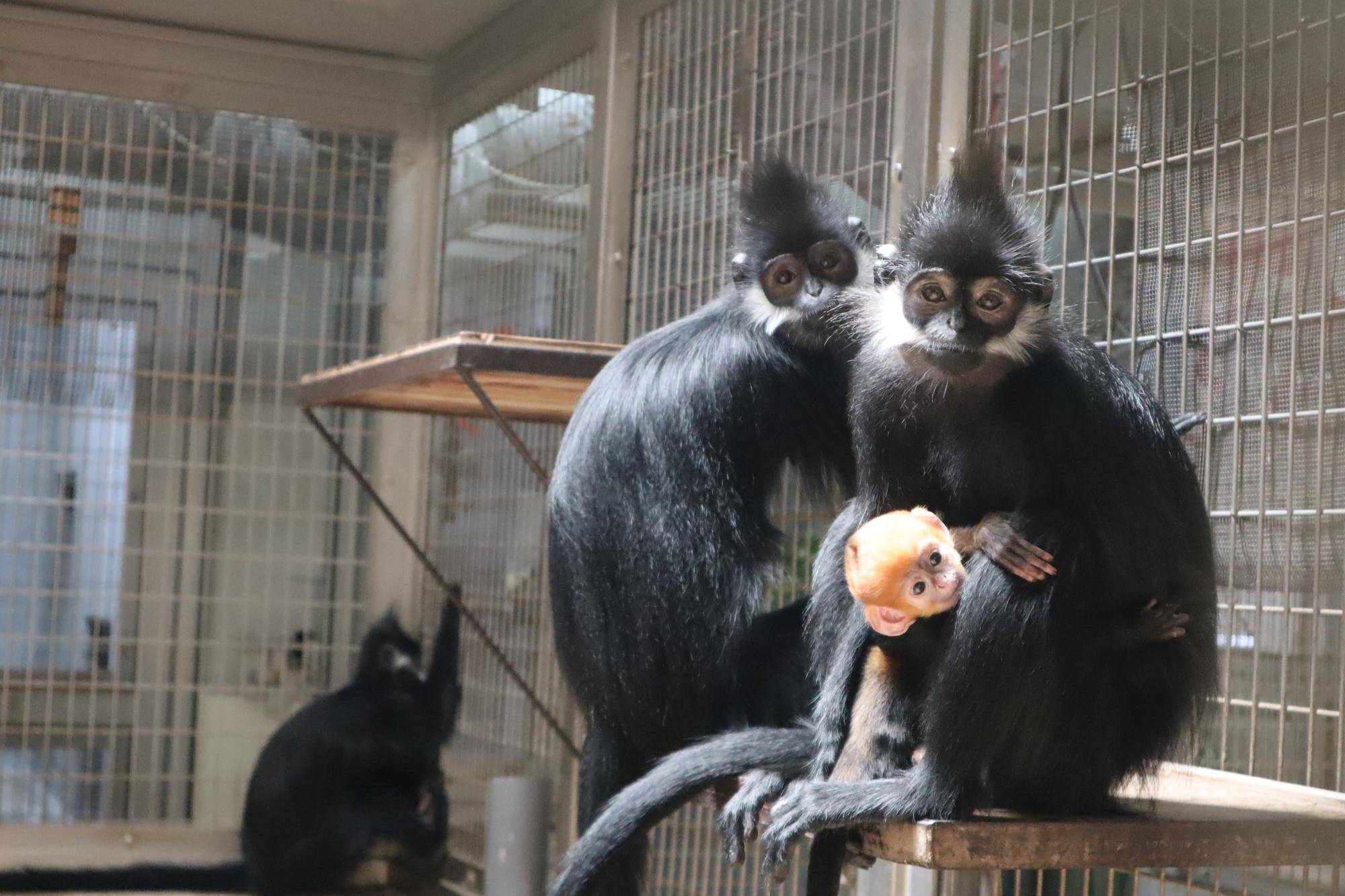 【飼育日誌】20230720：ユズぽん通信3アマナツと (10).jpg