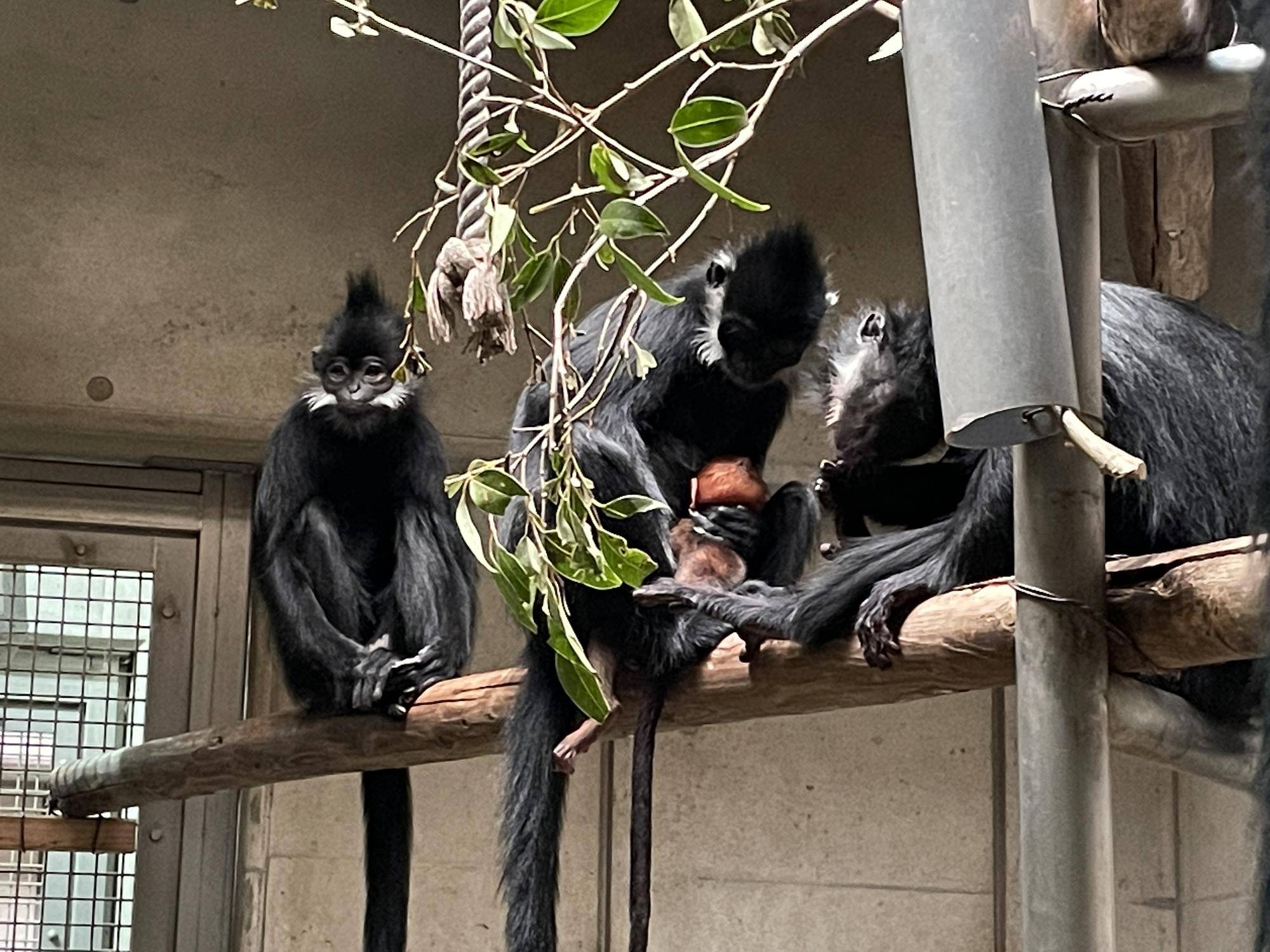 【飼育日誌】20230720：ユズぽん通信3アマナツと (3).jpg