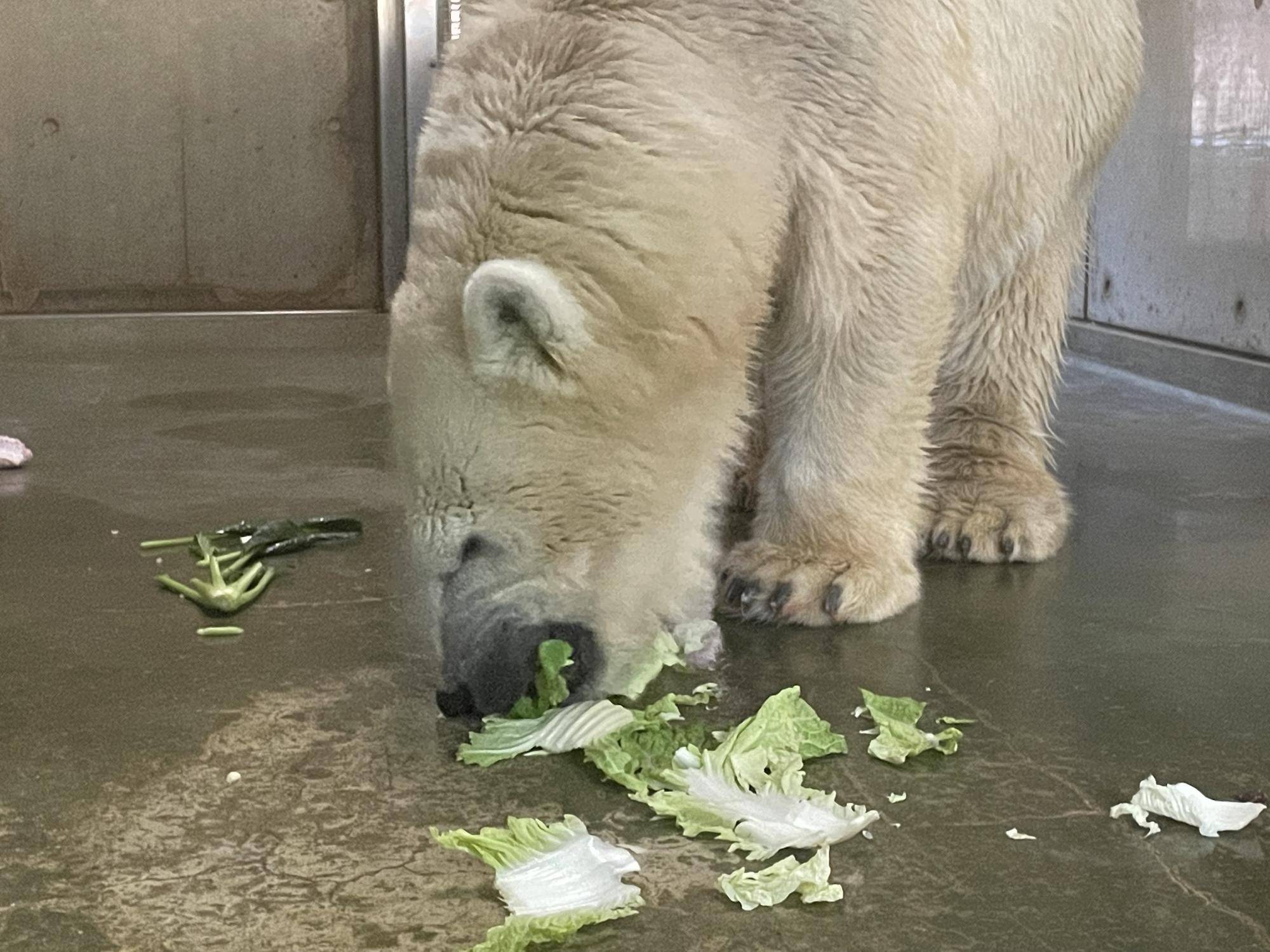 白菜を食べるホッキョクグマのイッちゃん.jpg