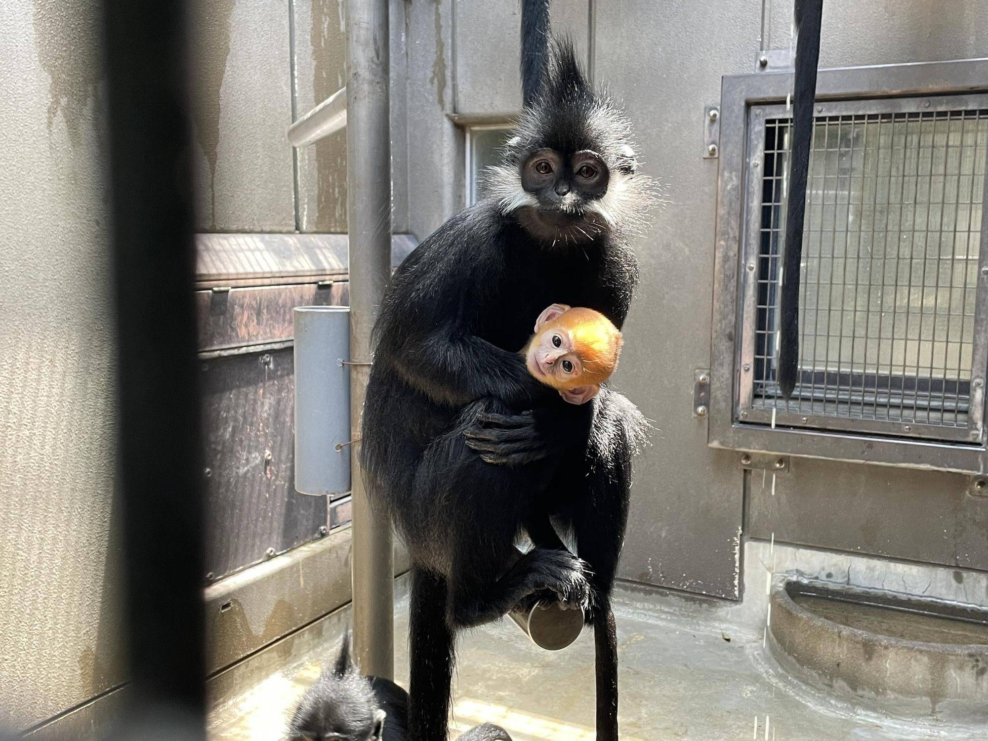 【飼育日誌】20230720：ユズぽん通信3アマナツと (6).jpg