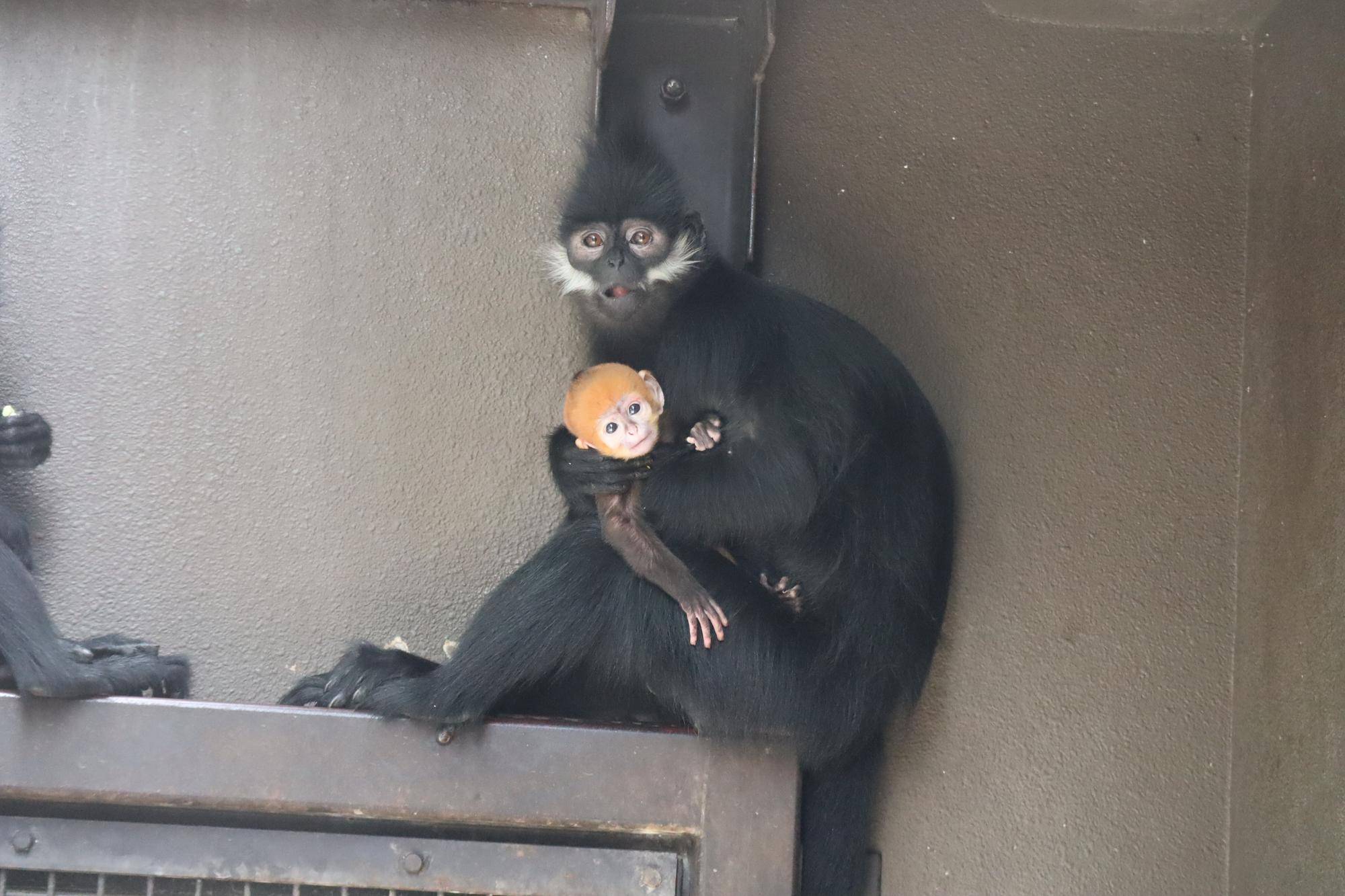 【飼育日誌】20230707:ユズの子通信2愛称 (6).jpg