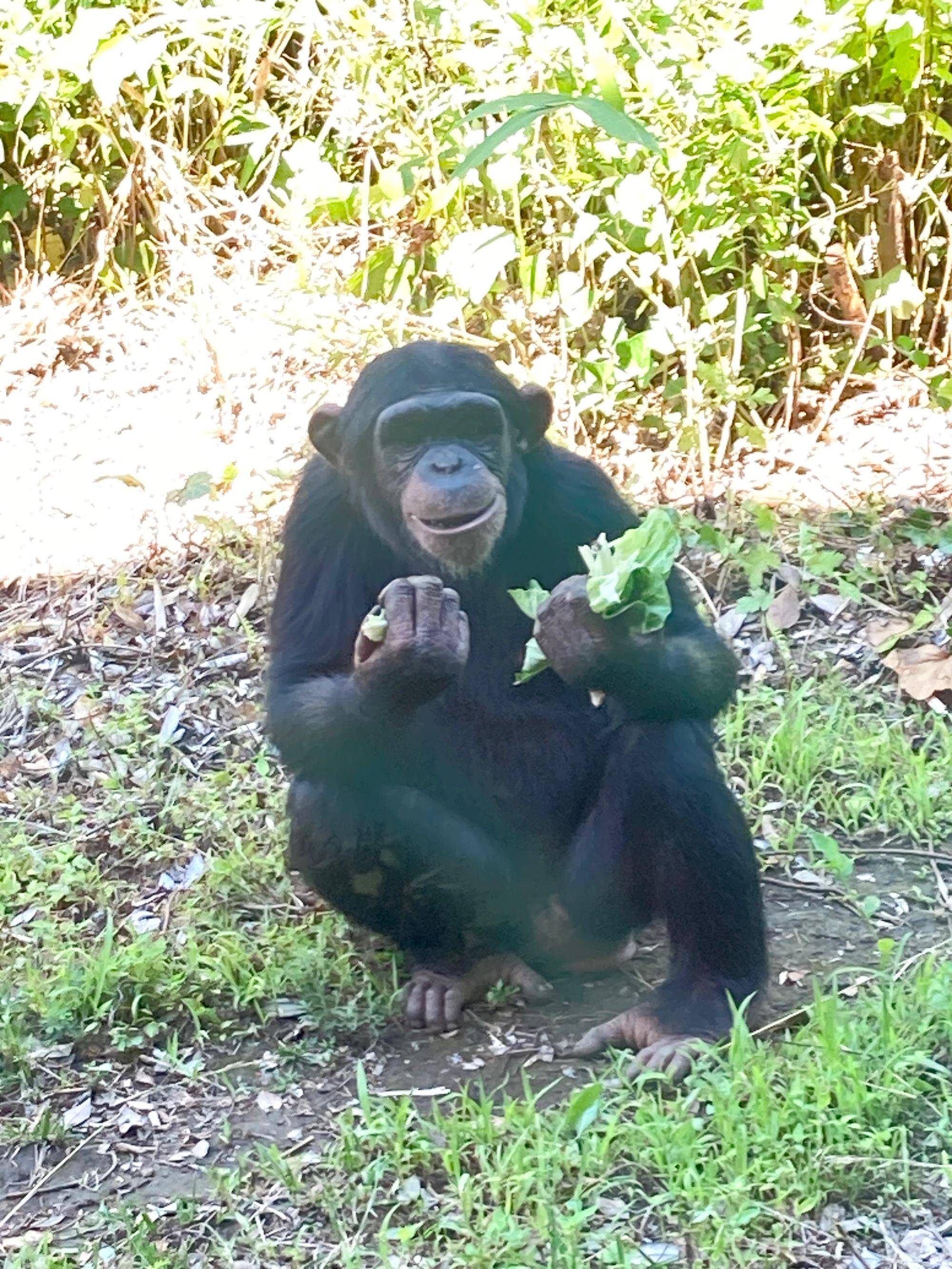 キャベツを食べるチンパンジーのハル.jpg