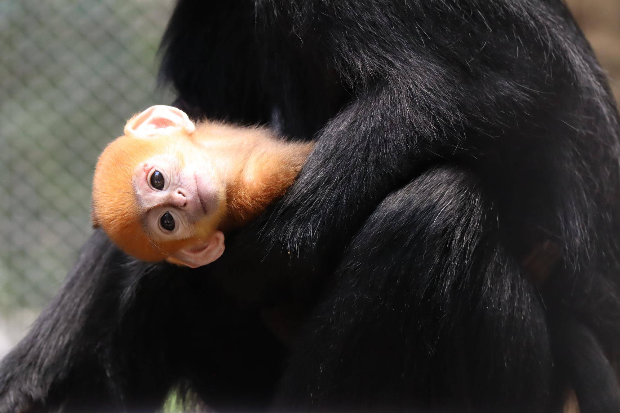 【飼育日誌】20230707:ユズの子通信2愛称 (7).jpg