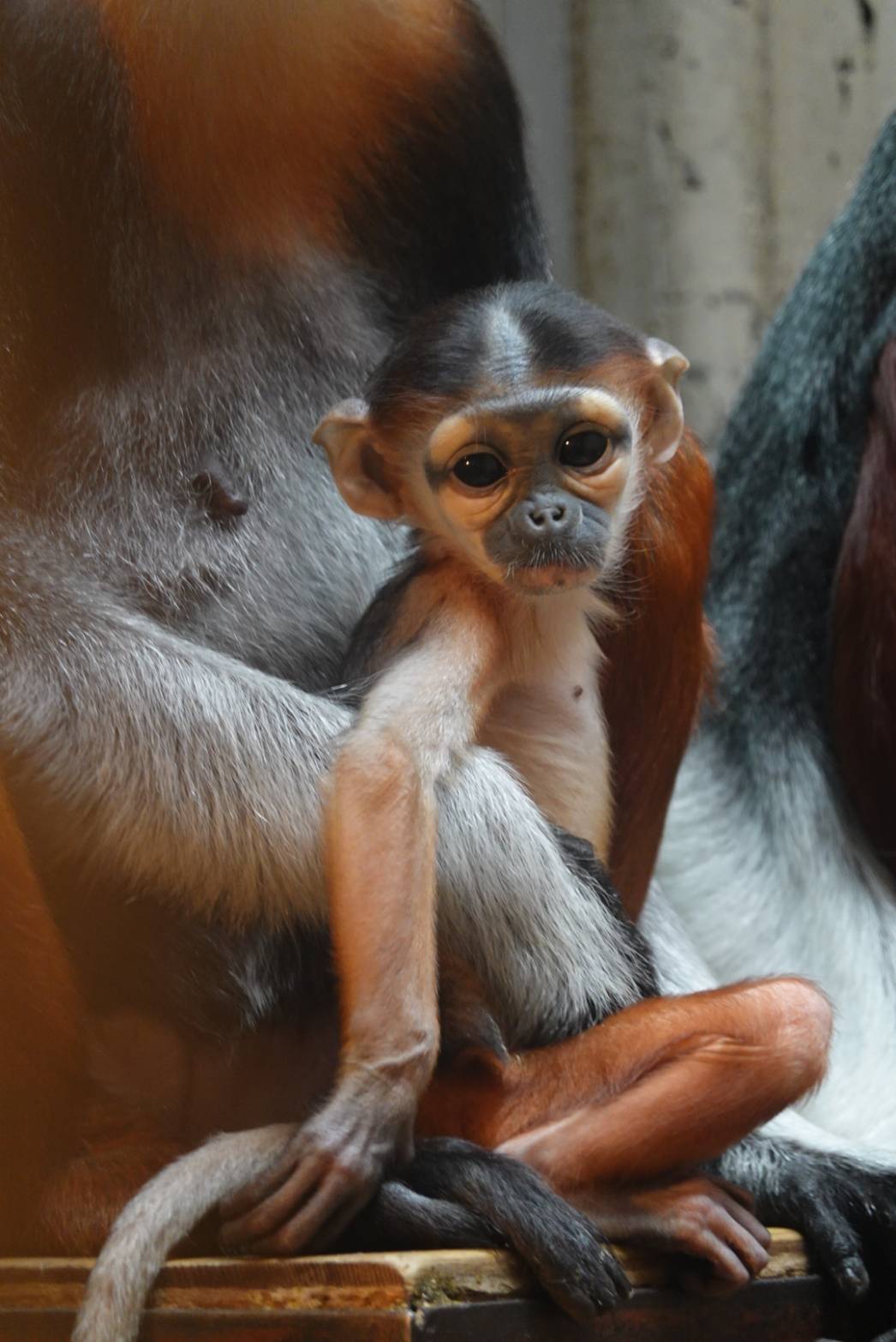 【飼育日誌】20230819:サンありがとう (4).jpg