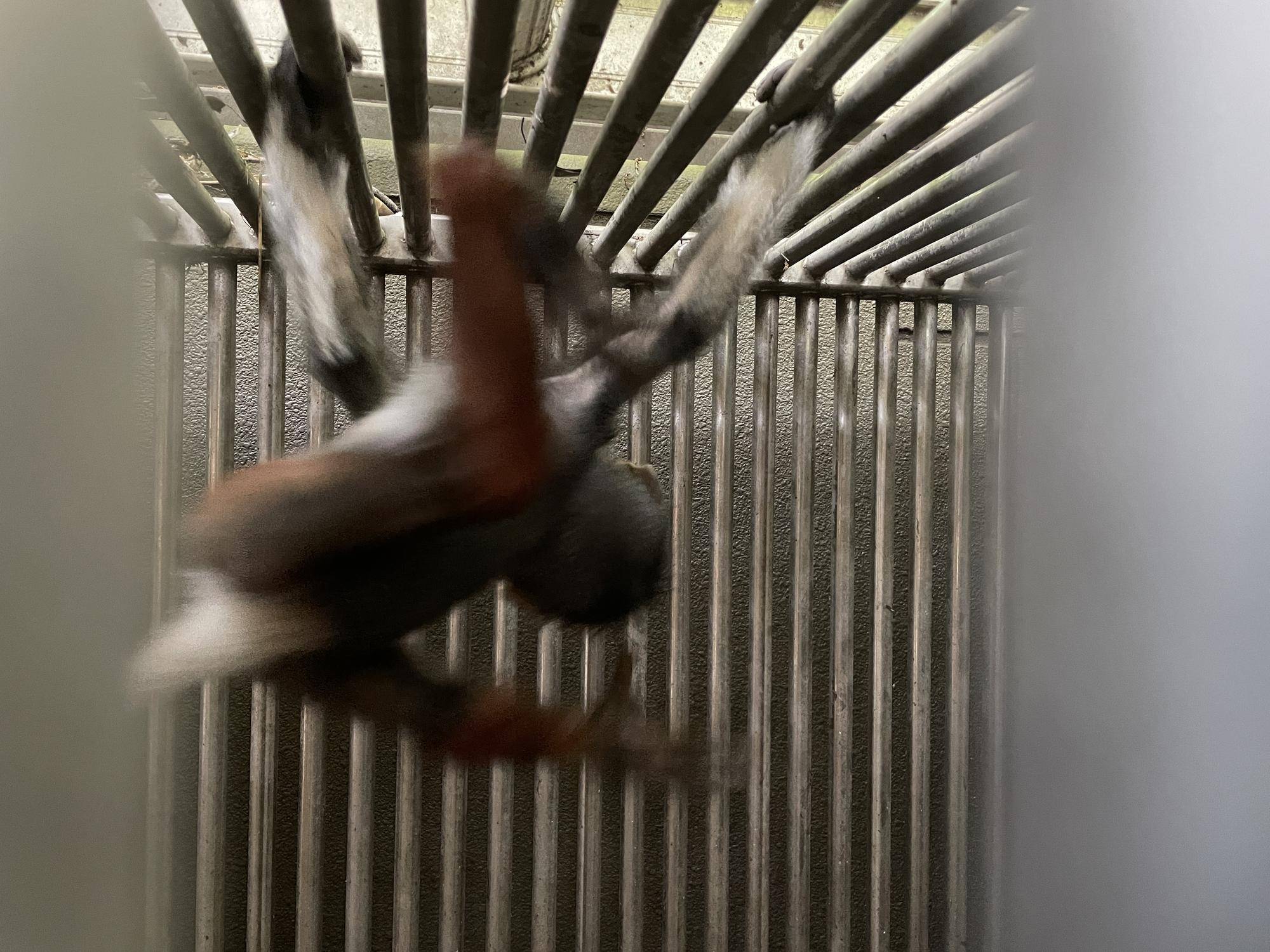 【飼育日誌】20230819:サンありがとう (7).jpg