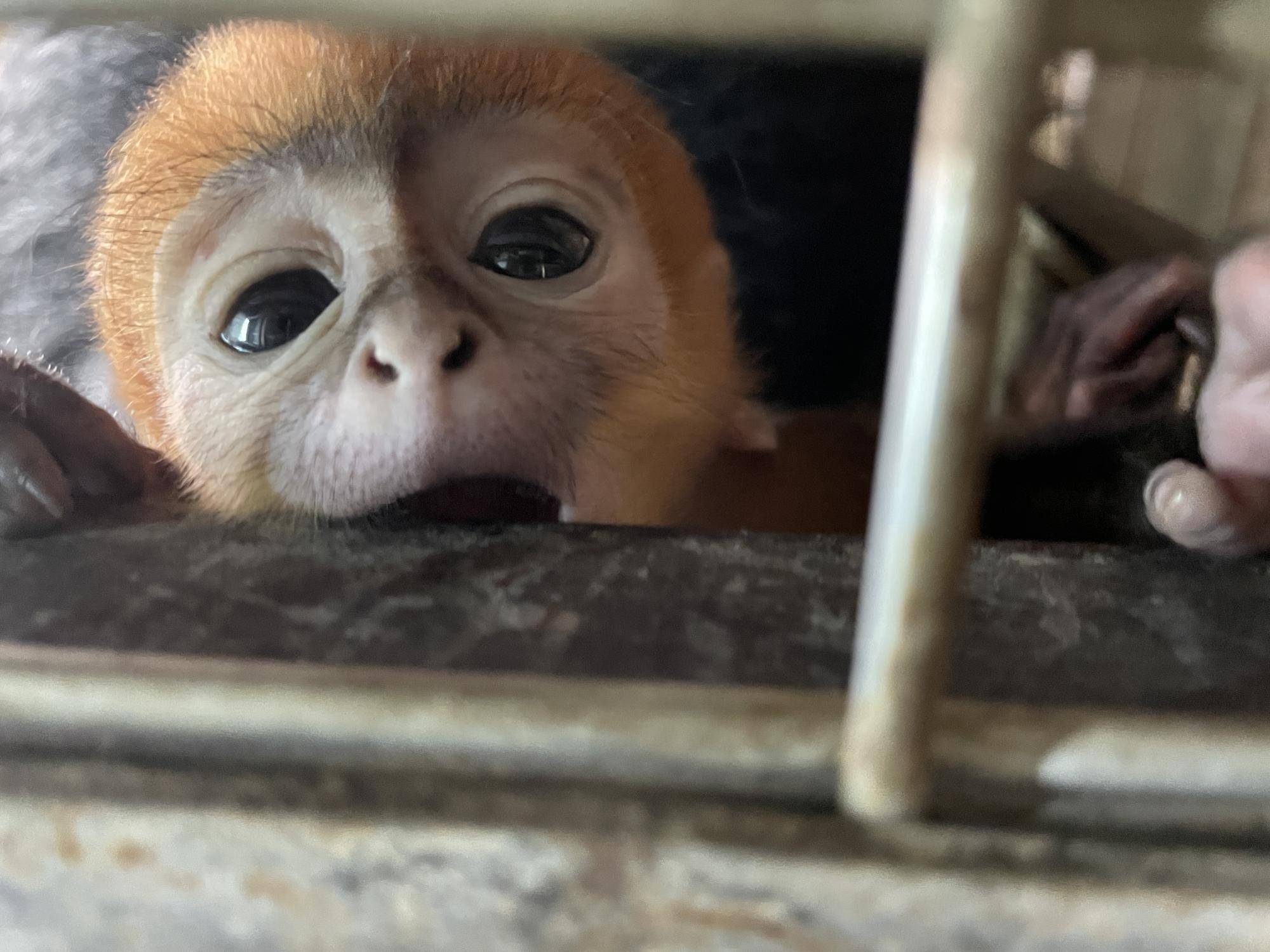 【飼育日誌】20230903:ユズぽん通信4 噛み噛み期 (7).jpg