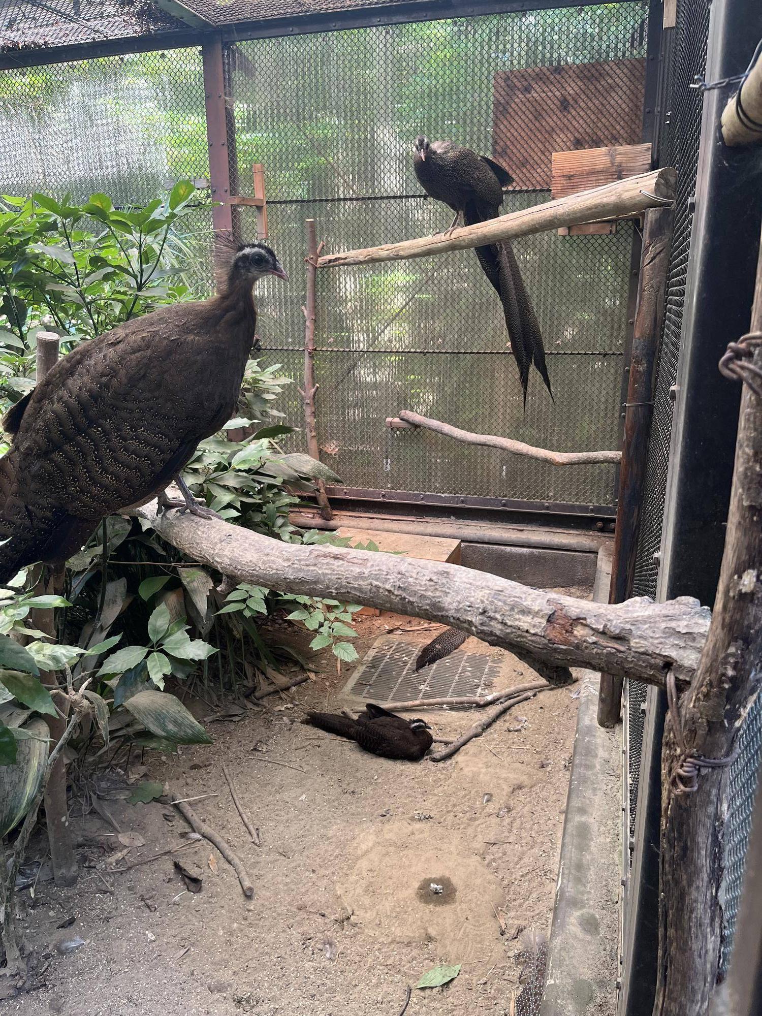 ヒナ砂浴び (3).jpg