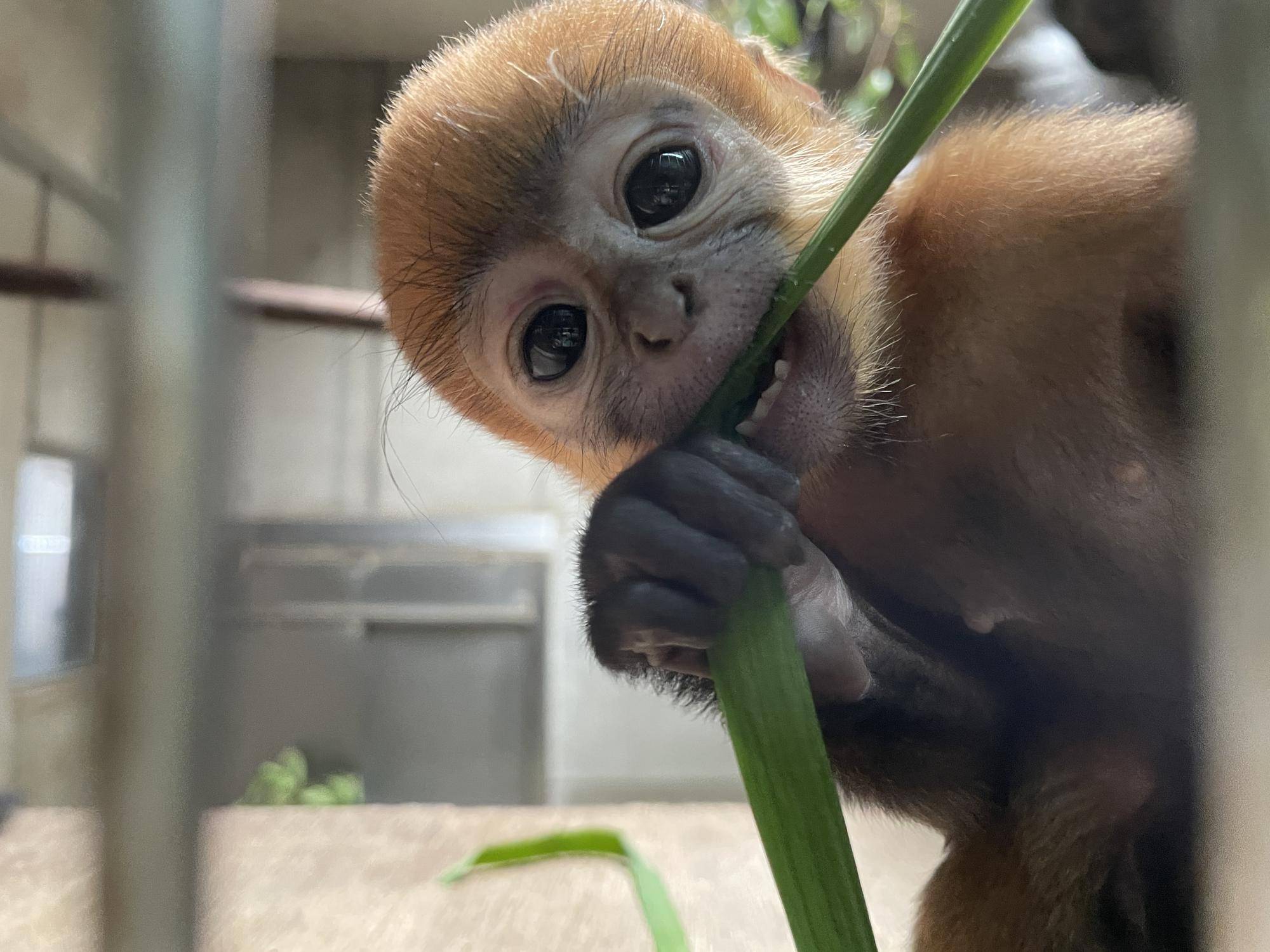 【飼育日誌】20230903:ユズぽん通信4 噛み噛み期 (12).jpg