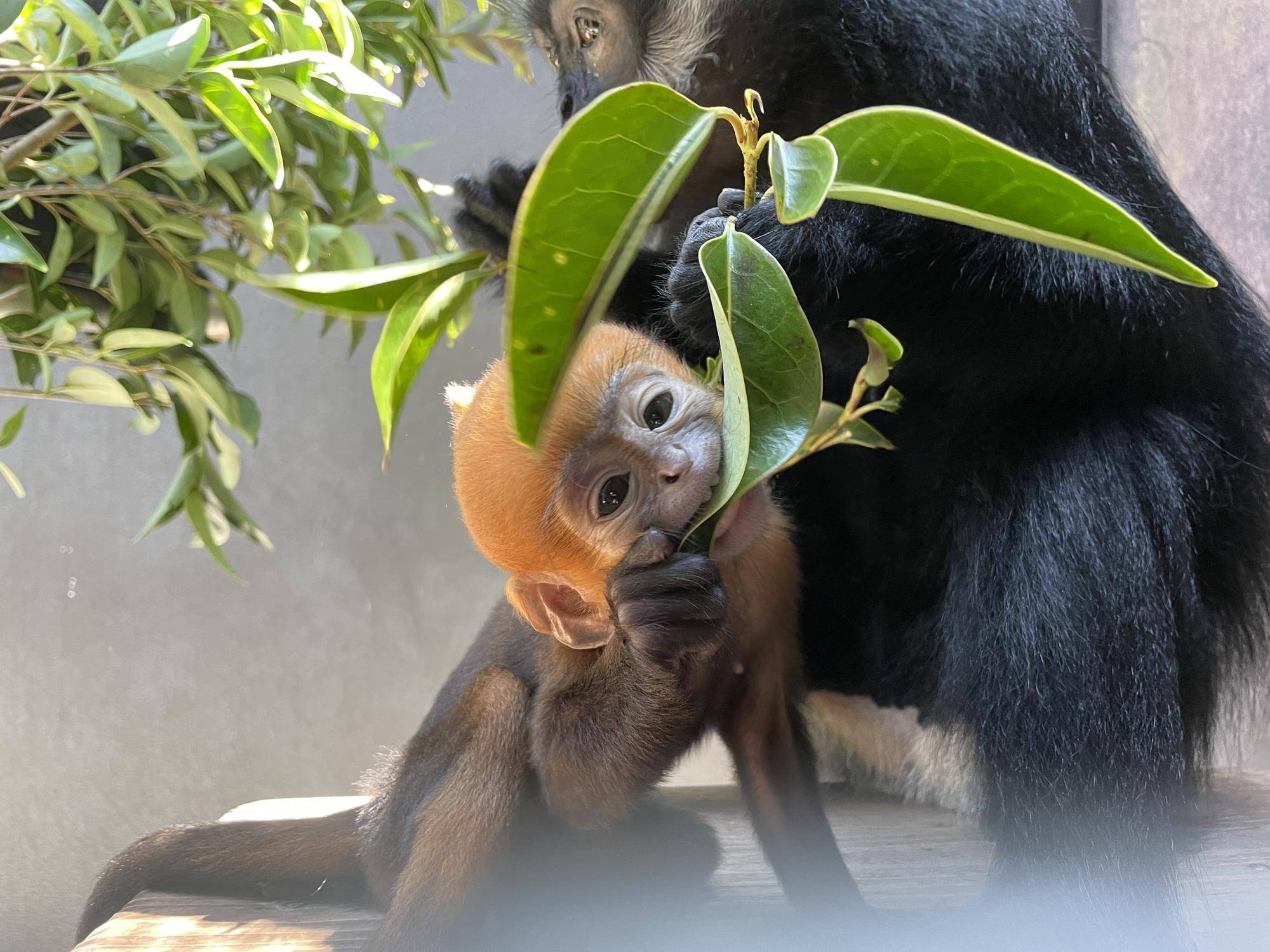 【飼育日誌】20230903:ユズぽん通信4 噛み噛み期 (11).jpg