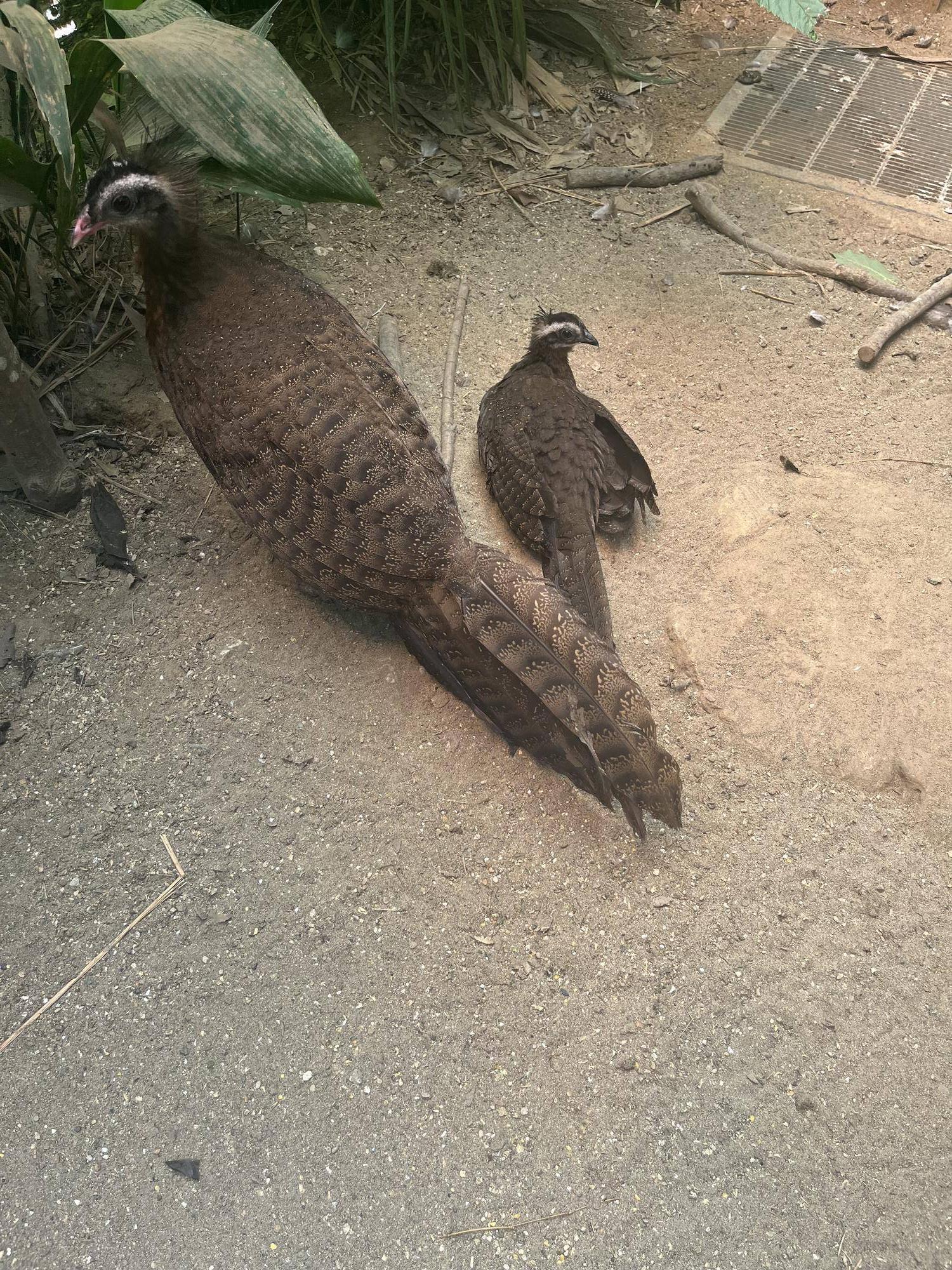 ヒナ砂浴び (2).jpg