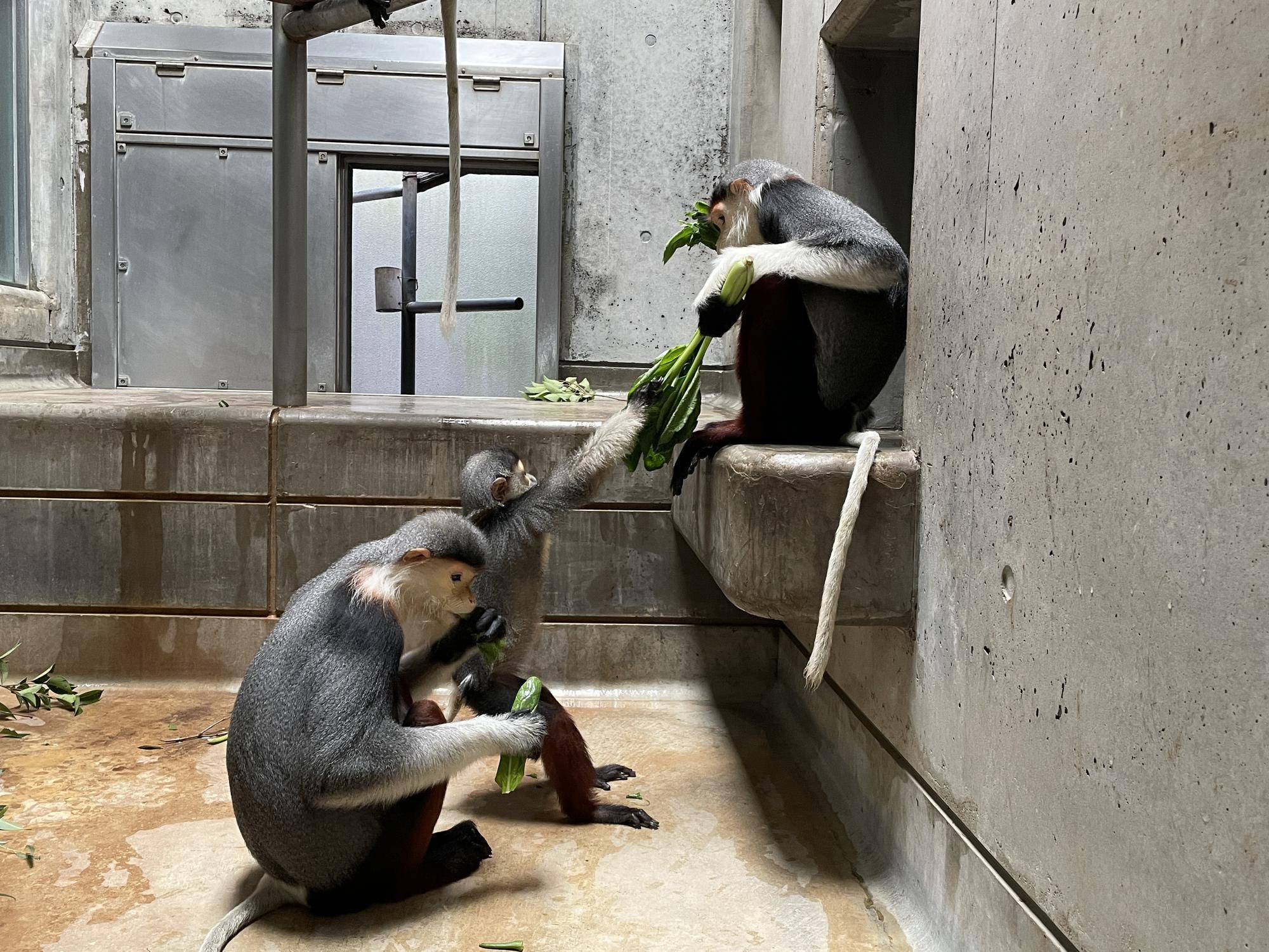 【飼育日誌】20230819:サンありがとう (25).jpg