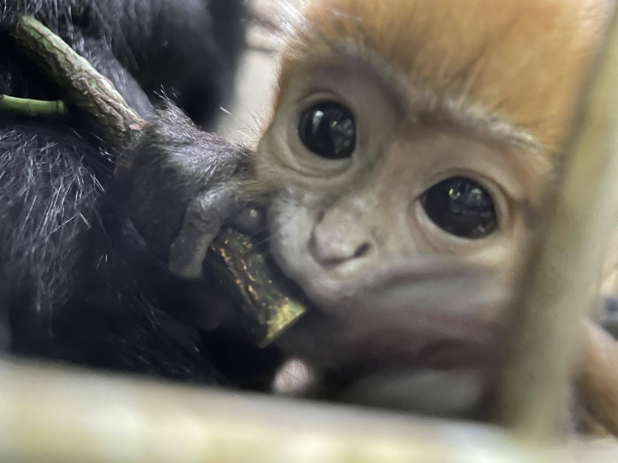 【飼育日誌】20230903:ユズぽん通信4 噛み噛み期 (9).jpg