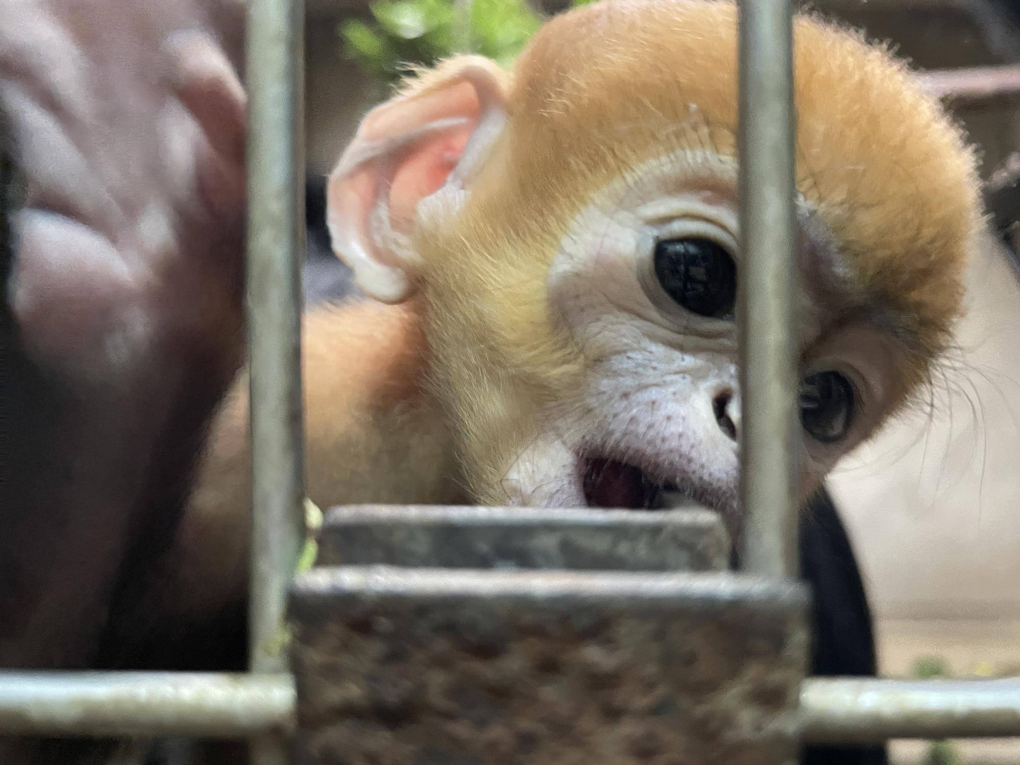 【飼育日誌】20230903:ユズぽん通信4 噛み噛み期 (8).jpg