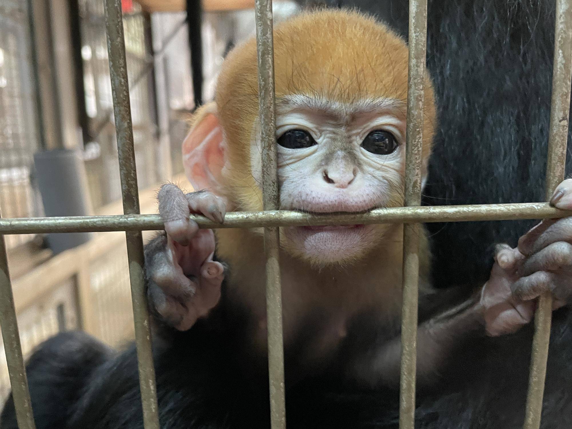 【飼育日誌】20230903:ユズぽん通信4 噛み噛み期 (13).jpg