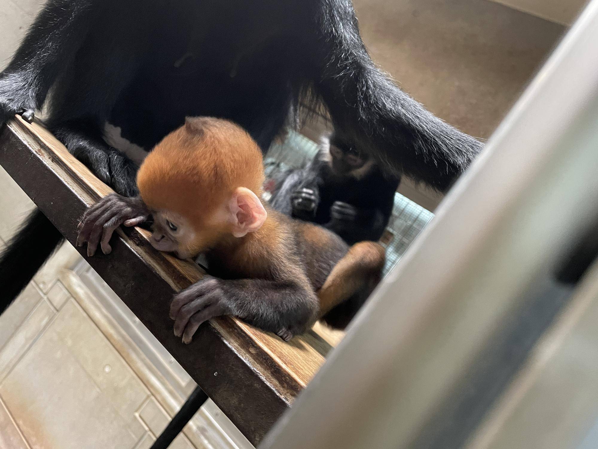 【飼育日誌】20230903:ユズぽん通信4 噛み噛み期 (6).jpg