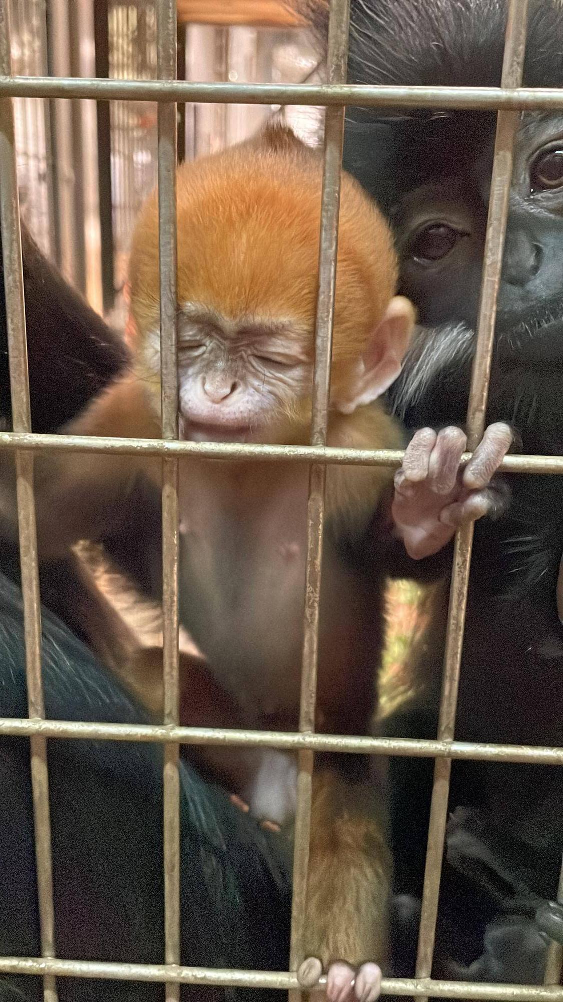 【飼育日誌】20230903:ユズぽん通信4 噛み噛み期 (14).jpg