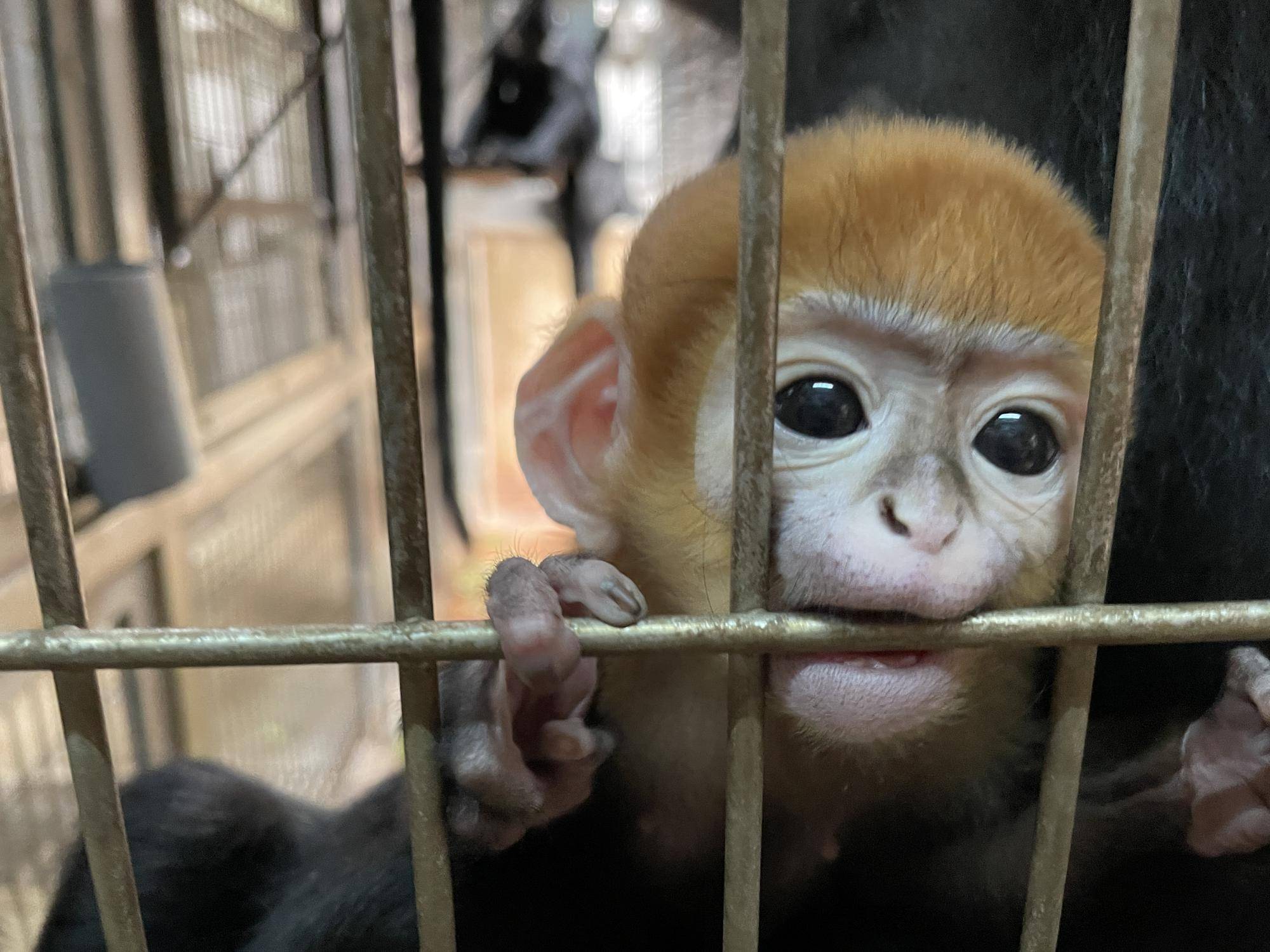 【飼育日誌】20230903:ユズぽん通信4 噛み噛み期 (4).jpg