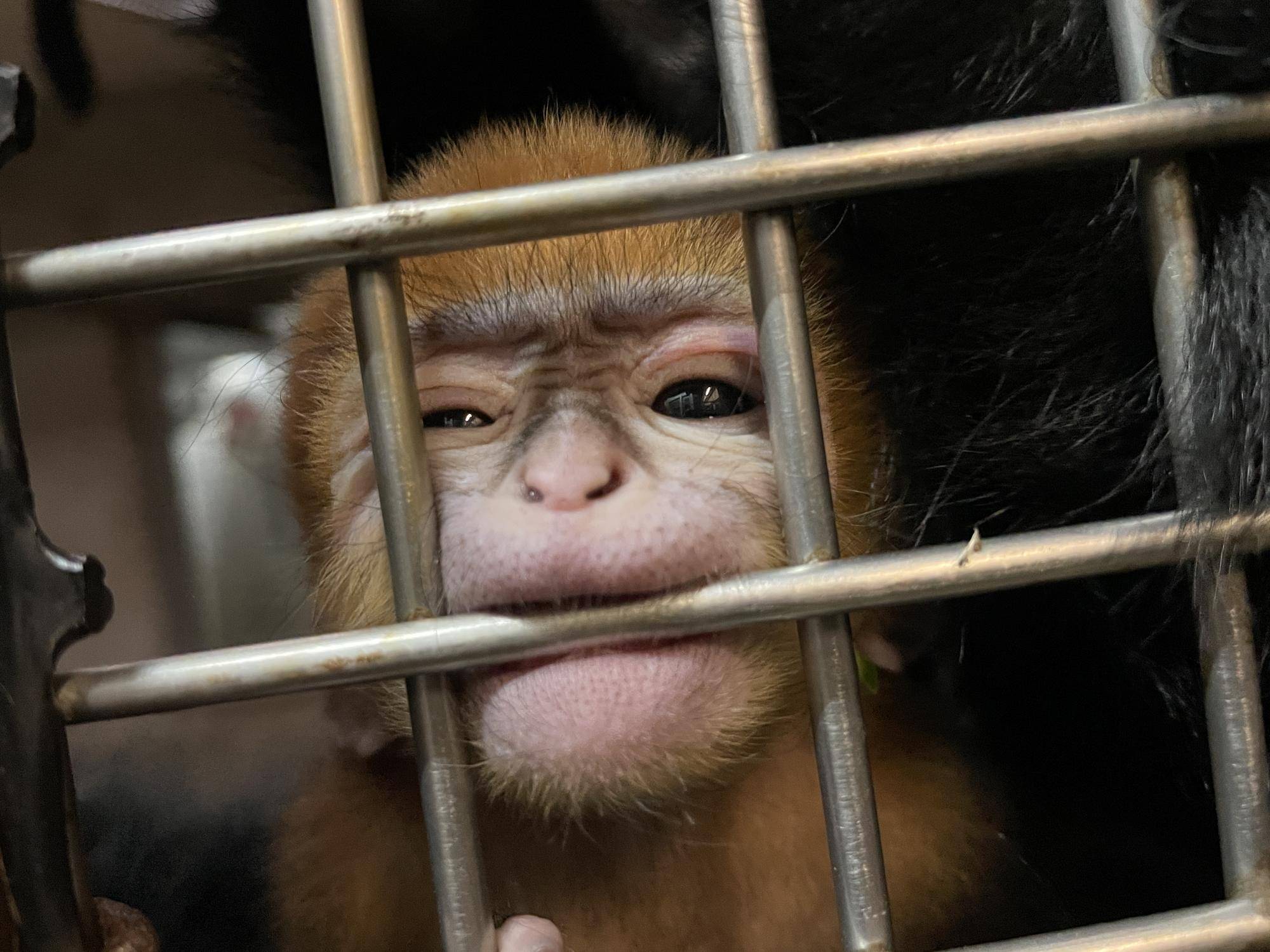 【飼育日誌】20230903:ユズぽん通信4 噛み噛み期.jpg