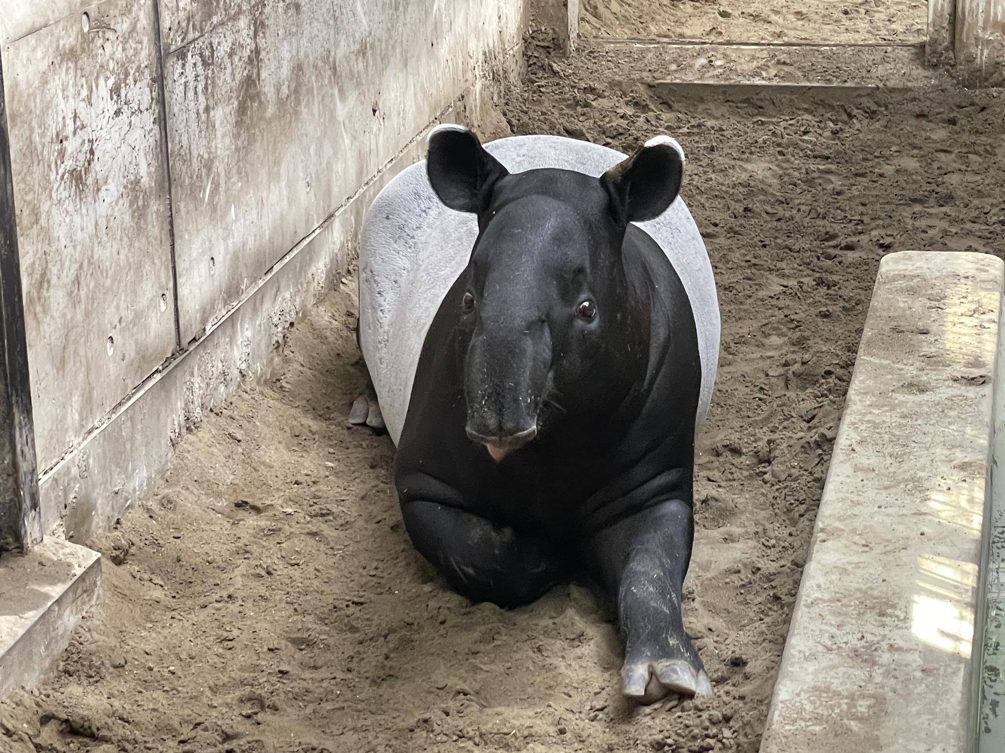 群馬県動物誌(群馬県高等学校教育研究会生物部会「群馬県動物誌