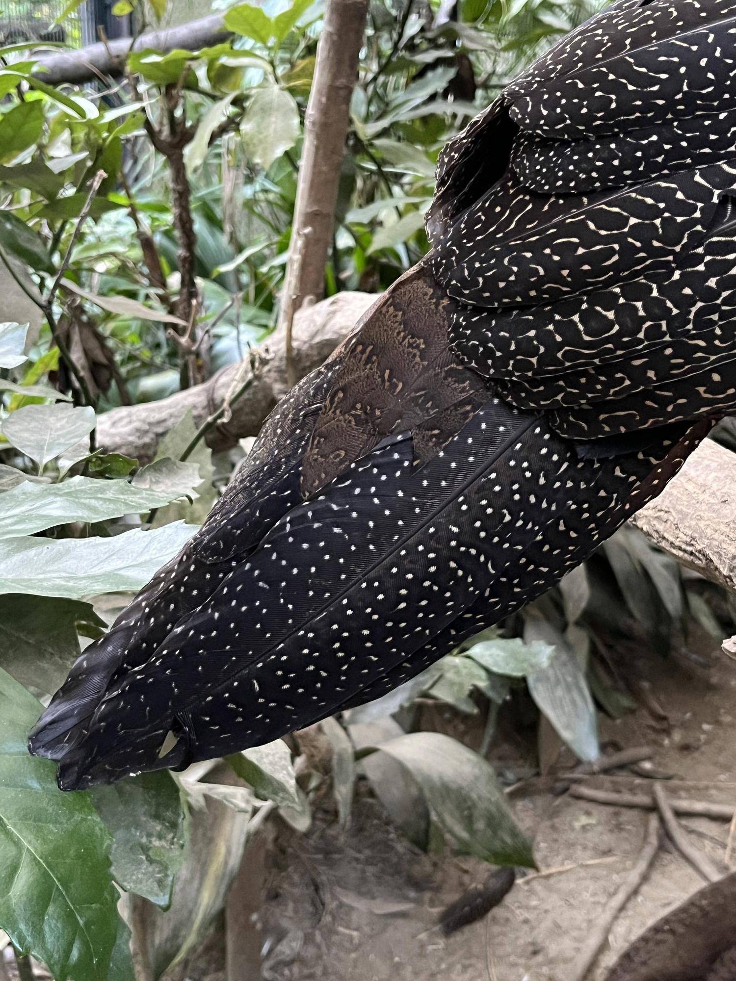 ヒナ10月13日 (2).jpg