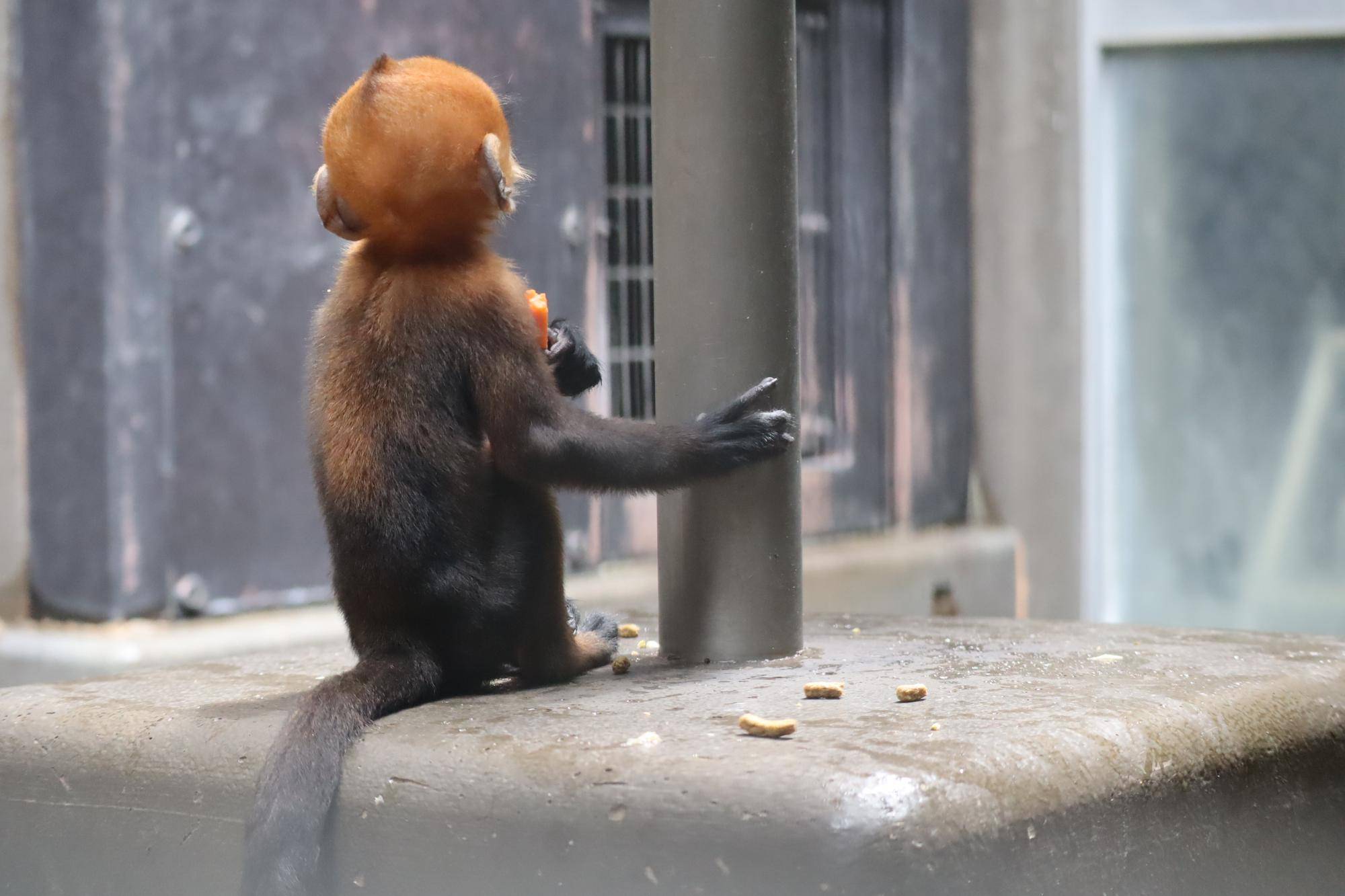 【飼育日誌】20231028：ユズぽん通信5 ちょんがり (8).jpg