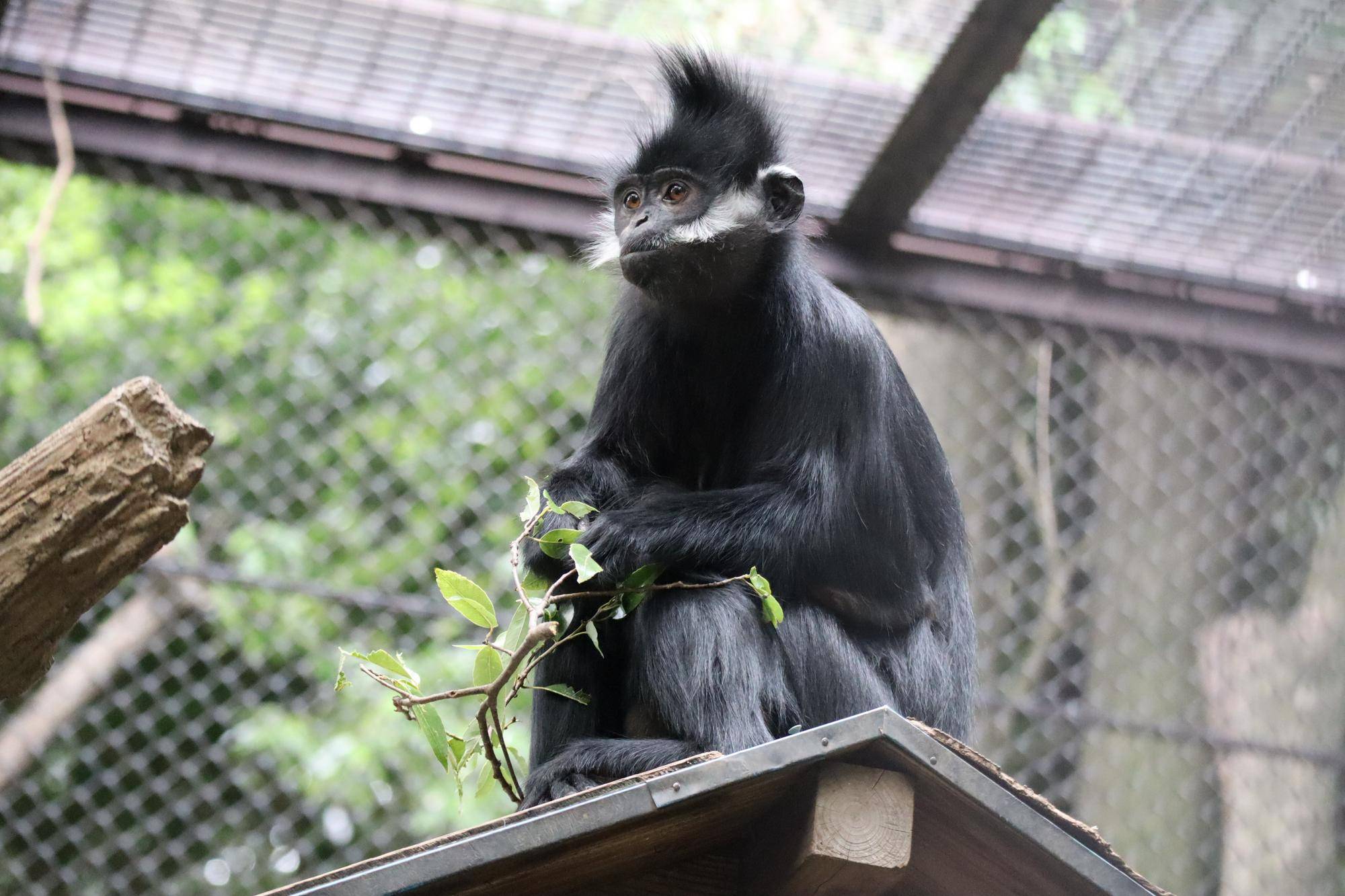 【飼育日誌】20231028：ユズぽん通信5 ちょんがり (2).jpg