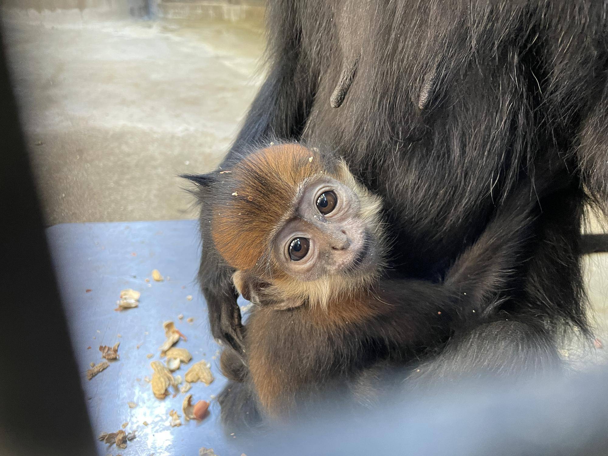 【飼育日誌】20231028：ユズぽん通信5 ちょんがり (3).jpg