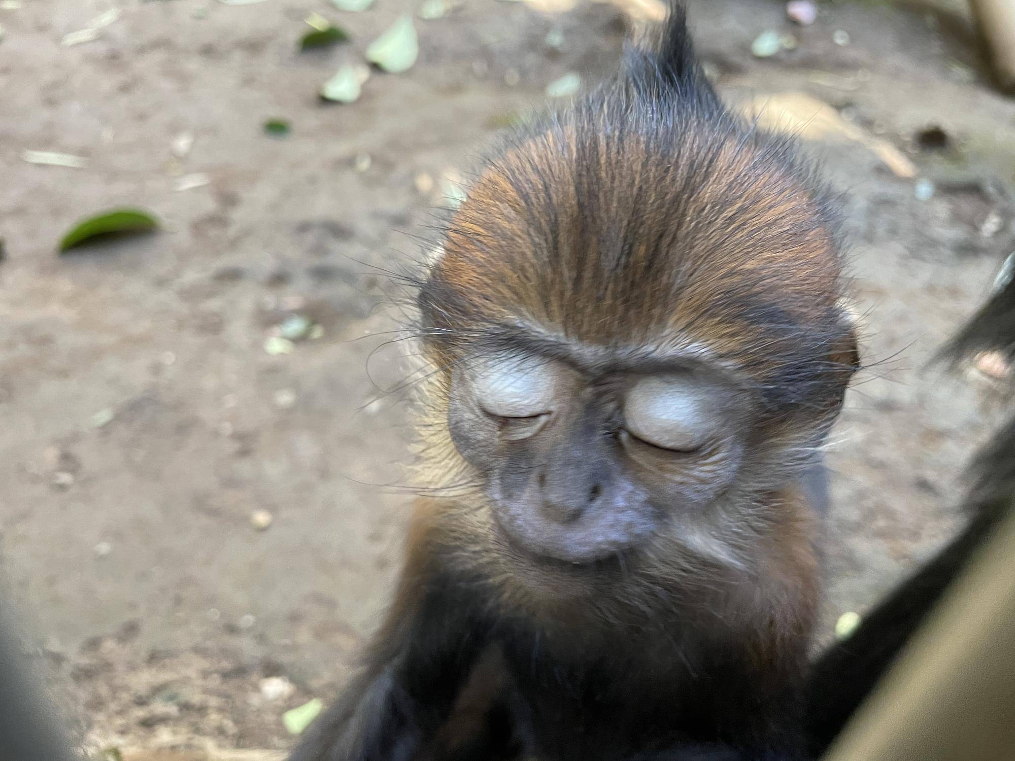 【飼育日誌】20231028：ユズぽん通信5 ちょんがり (6).jpg