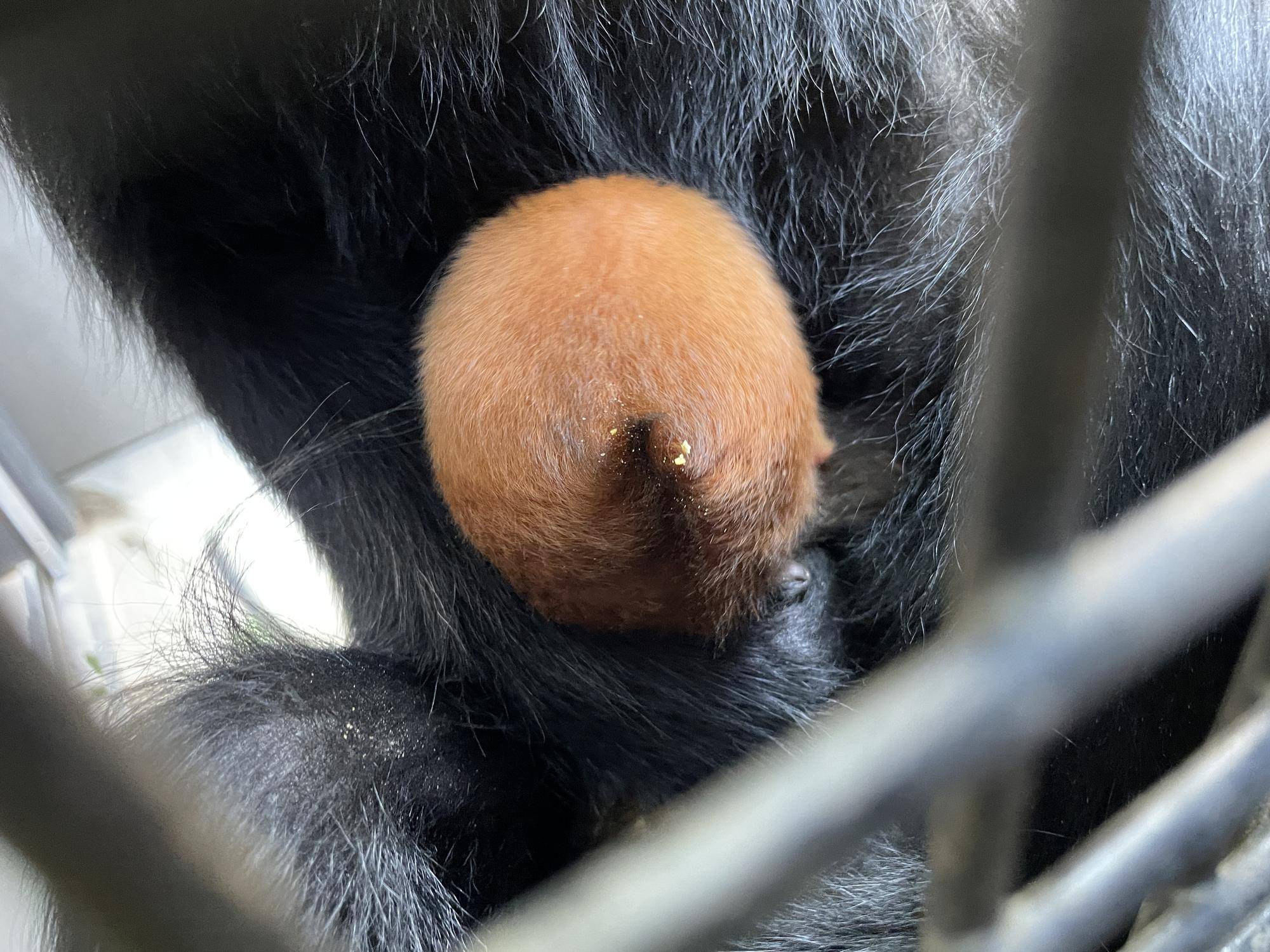 【飼育日誌】20231028：ユズぽん通信5 ちょんがり (14).jpg