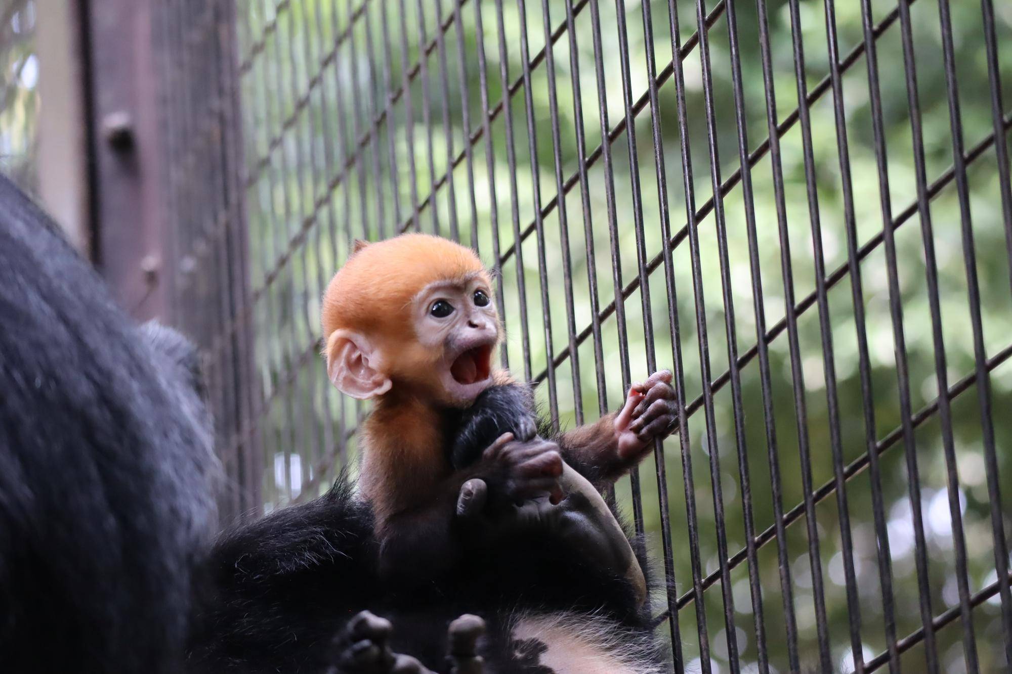 【飼育日誌】20231028：ユズぽん通信5 ちょんがり.jpg