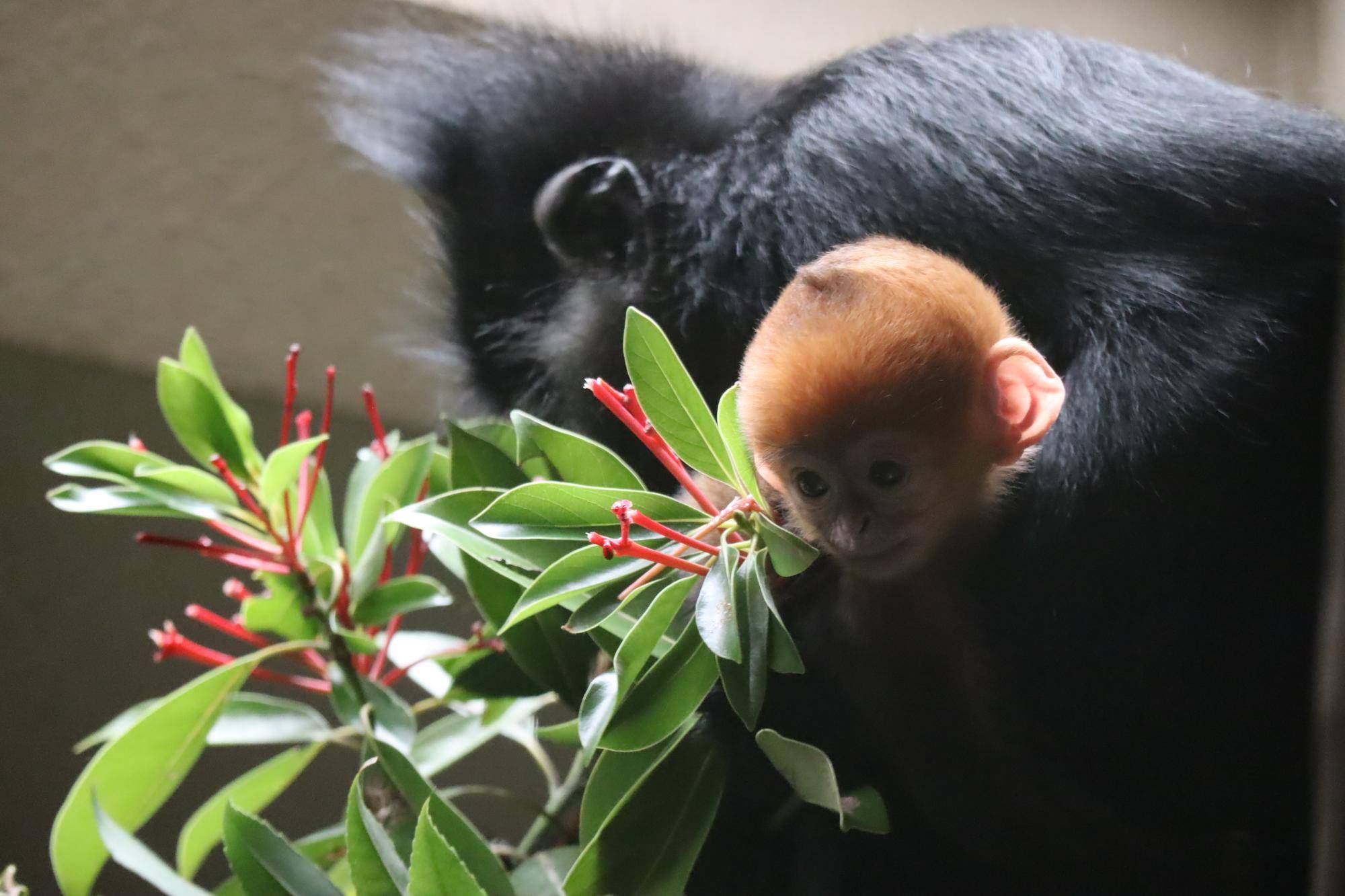【飼育日誌】20231028：ユズぽん通信5 ちょんがり (12).jpg