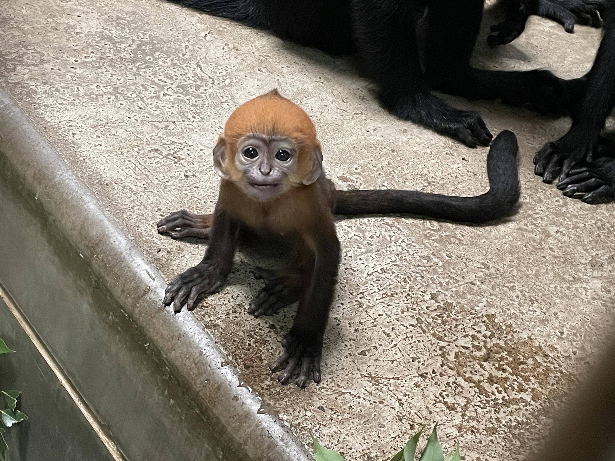 【飼育日誌】20231028：ユズぽん通信5 ちょんがり (7).jpg