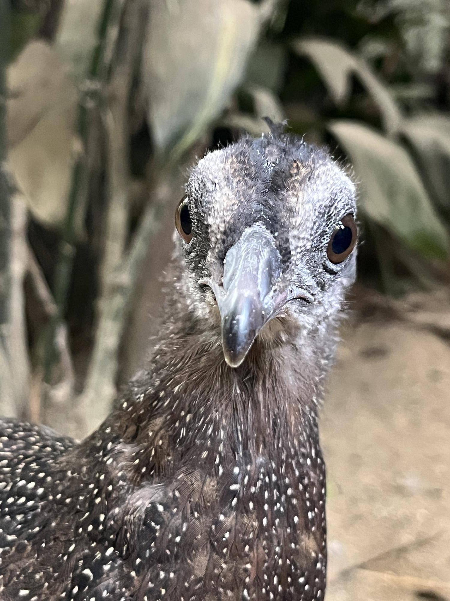 ヒナ10月17日 (2).jpg