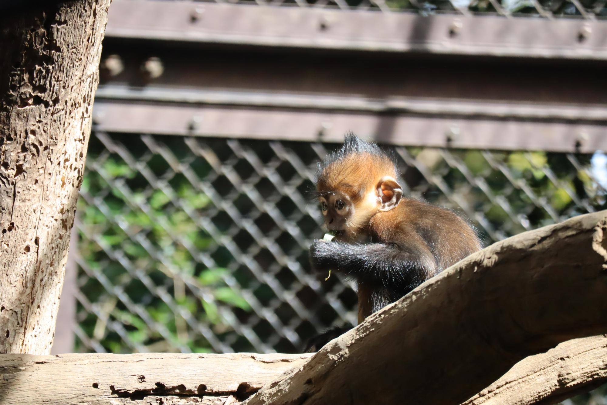 【飼育日誌】20231028：ユズぽん通信5 ちょんがり (4).jpg