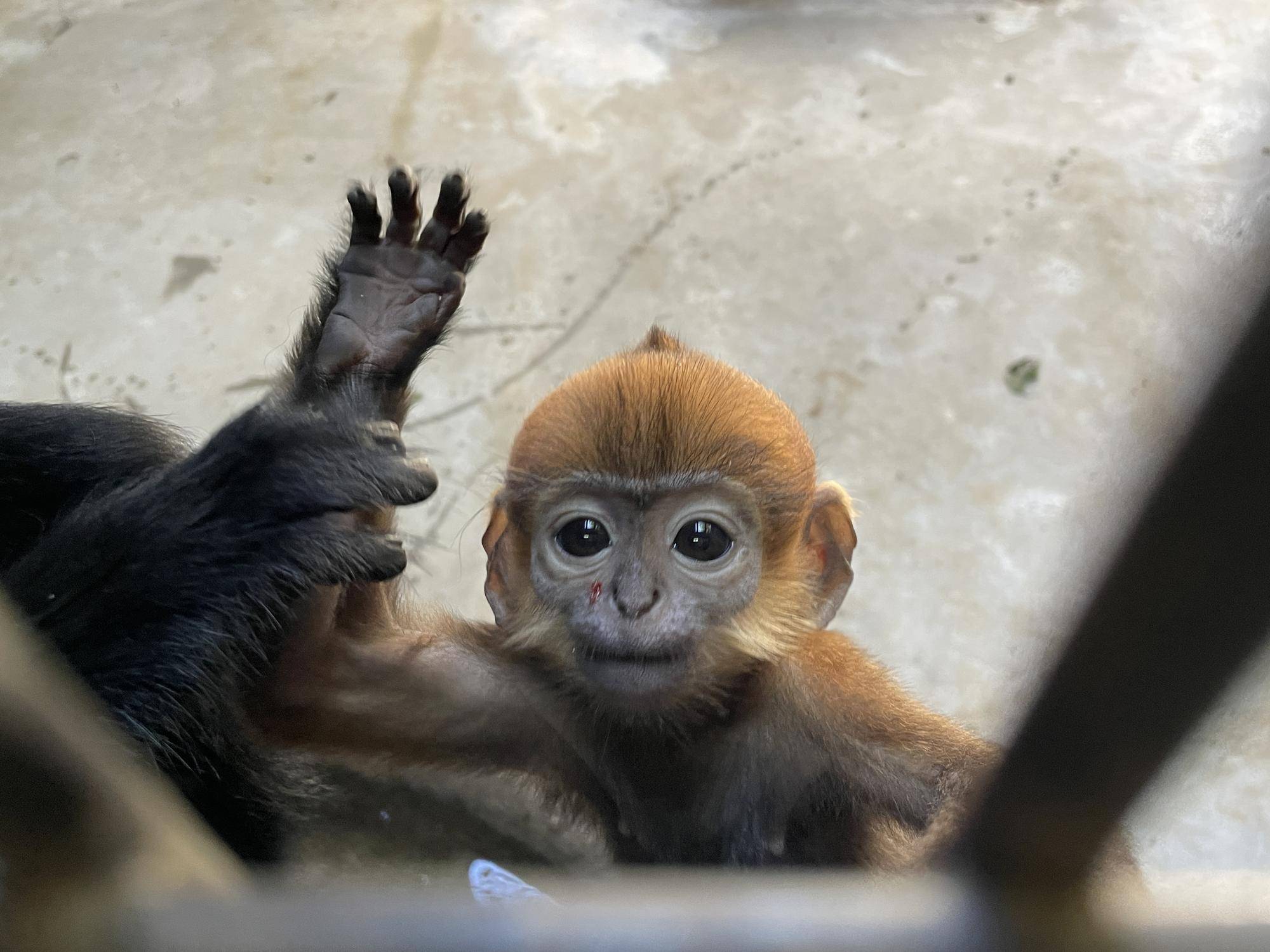 【飼育日誌】20231028：ユズぽん通信5 ちょんがり (15).jpg