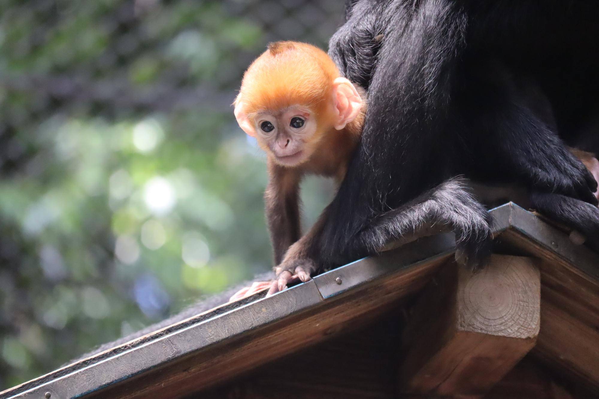 【飼育日誌】20231028：ユズぽん通信5 ちょんがり (10).jpg