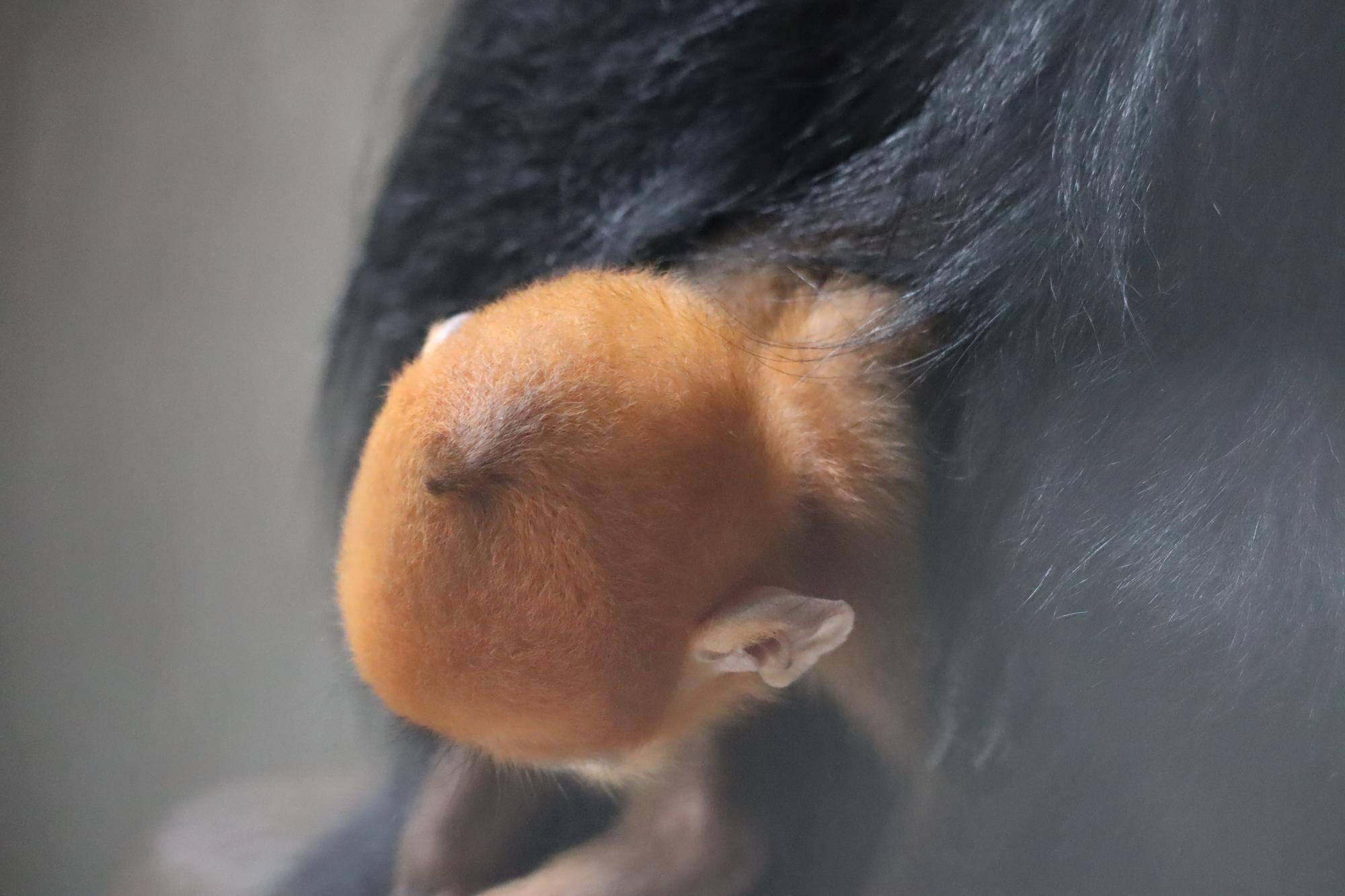 【飼育日誌】20231028：ユズぽん通信5 ちょんがり (9).jpg