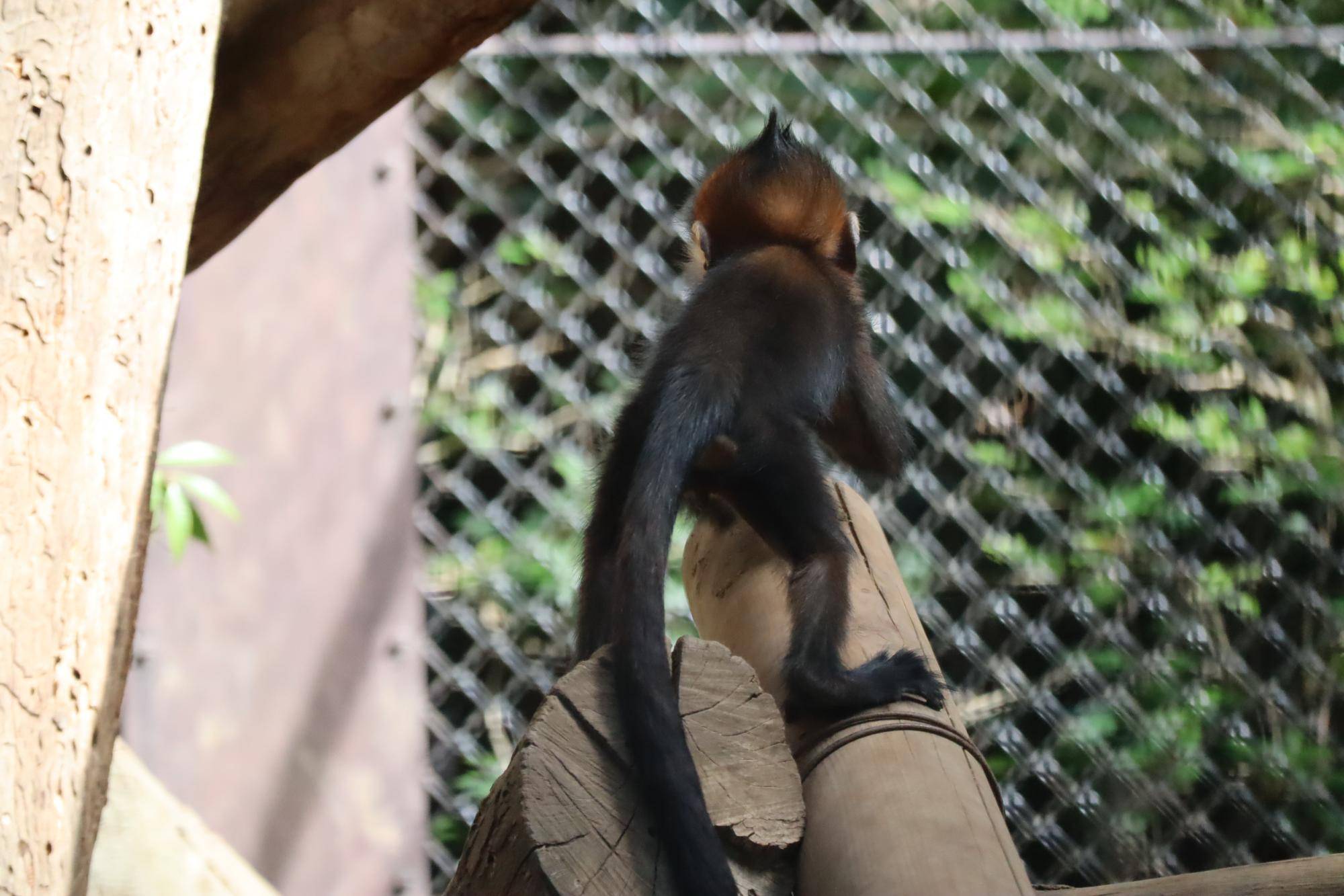 【飼育日誌】20231028：ユズぽん通信5 ちょんがり (5).jpg