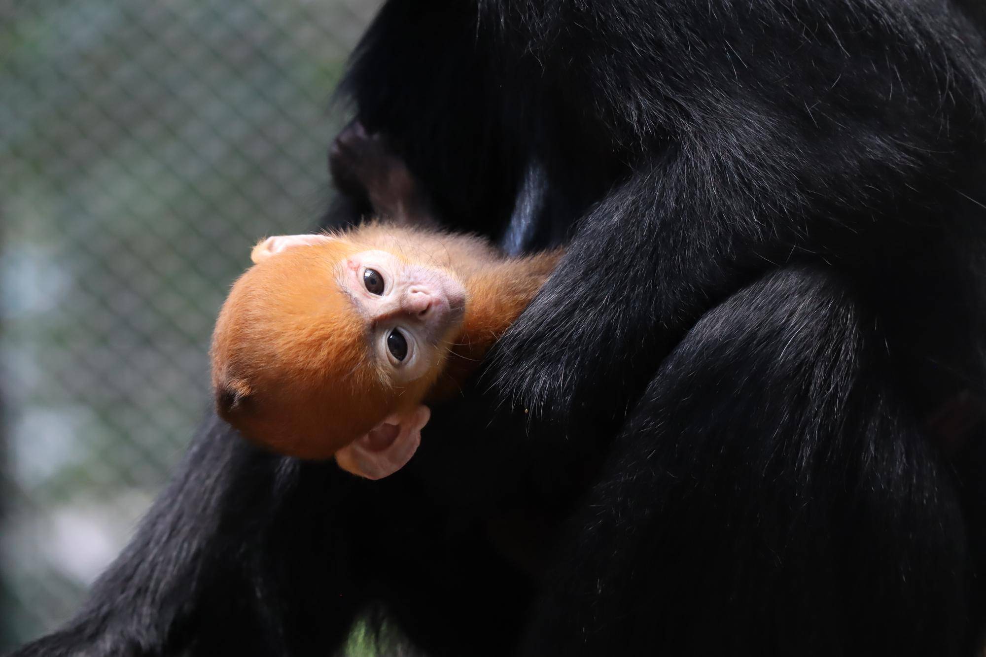 【飼育日誌】20231028：ユズぽん通信5 ちょんがり (11).jpg