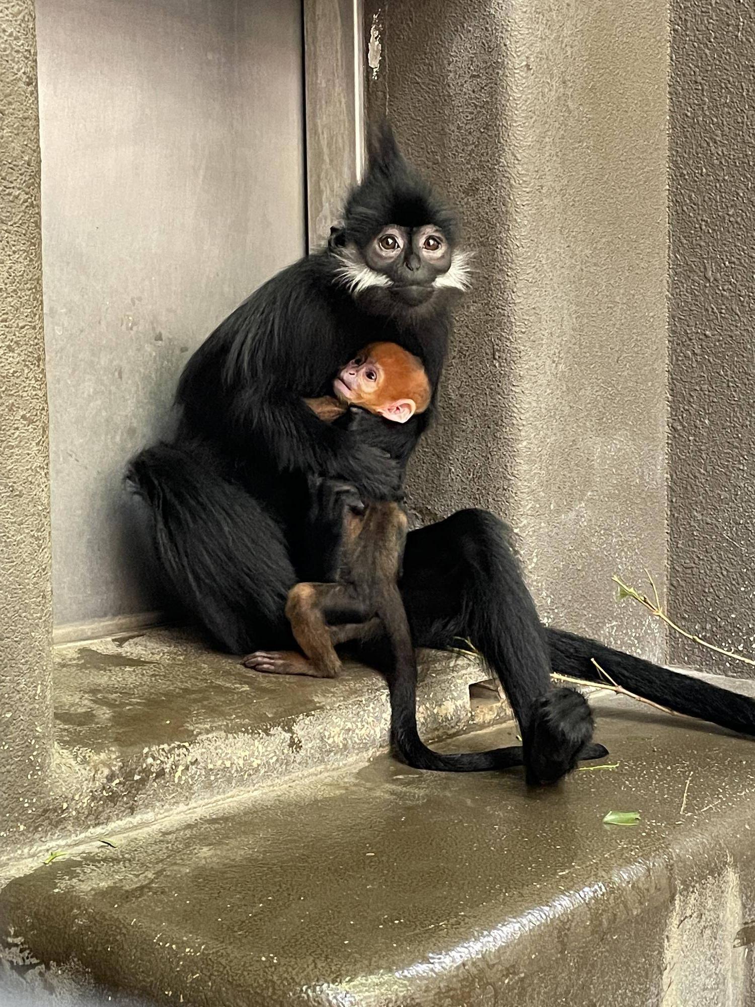 【飼育日誌】20231028：ユズぽん通信5 ちょんがり (13).jpg