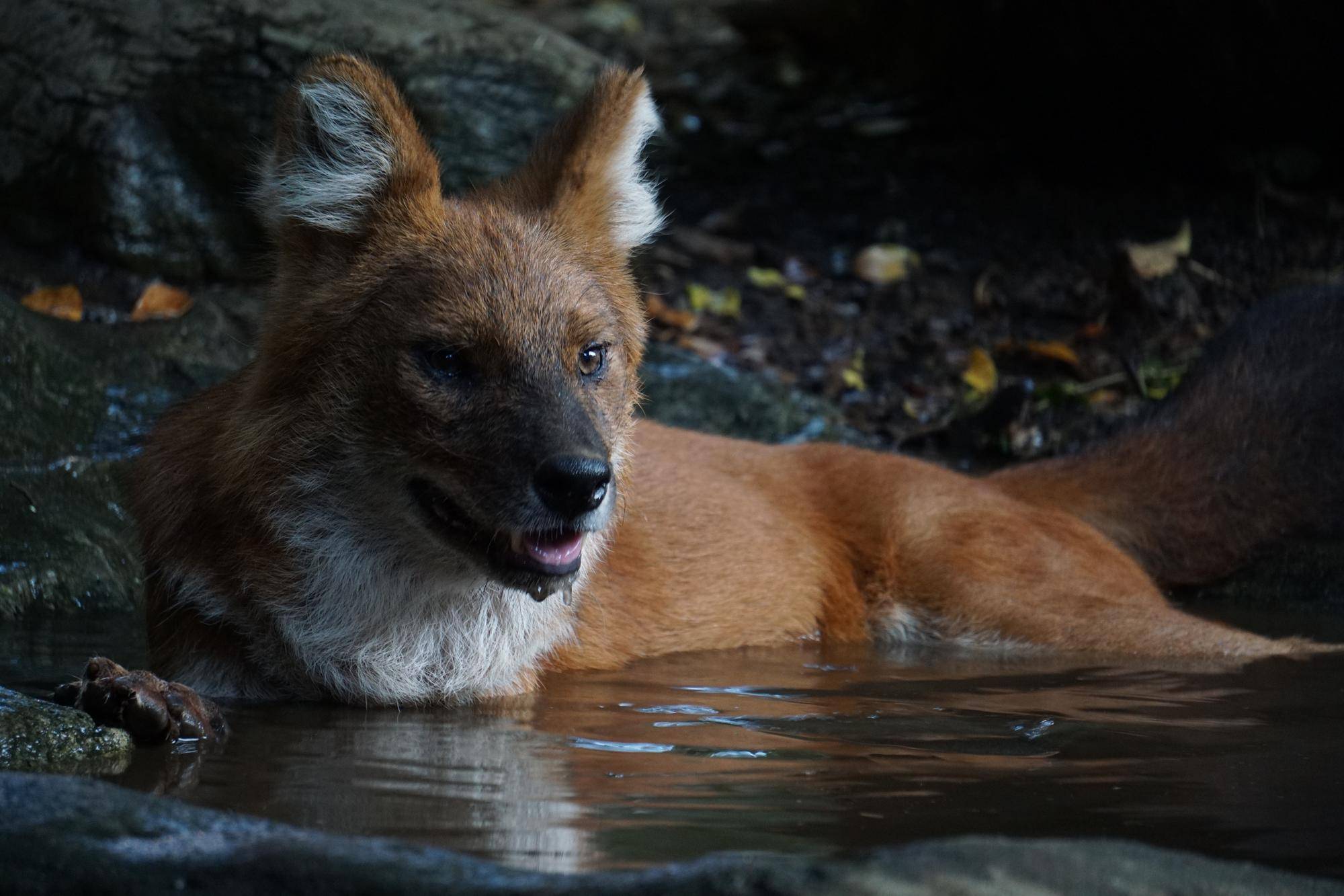 ケーシー (25).jpg