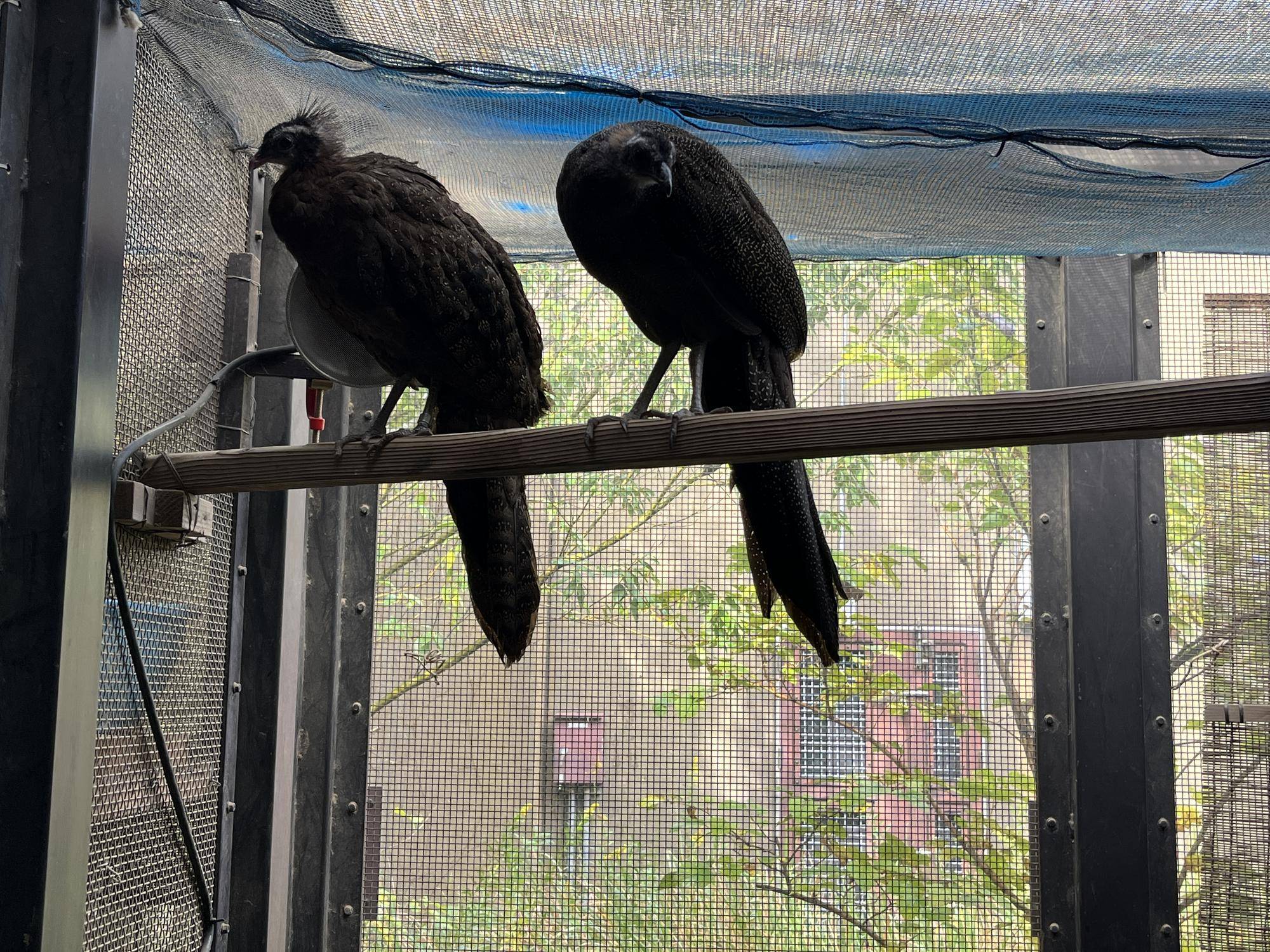 同居しているメスとヒナ (4).jpg