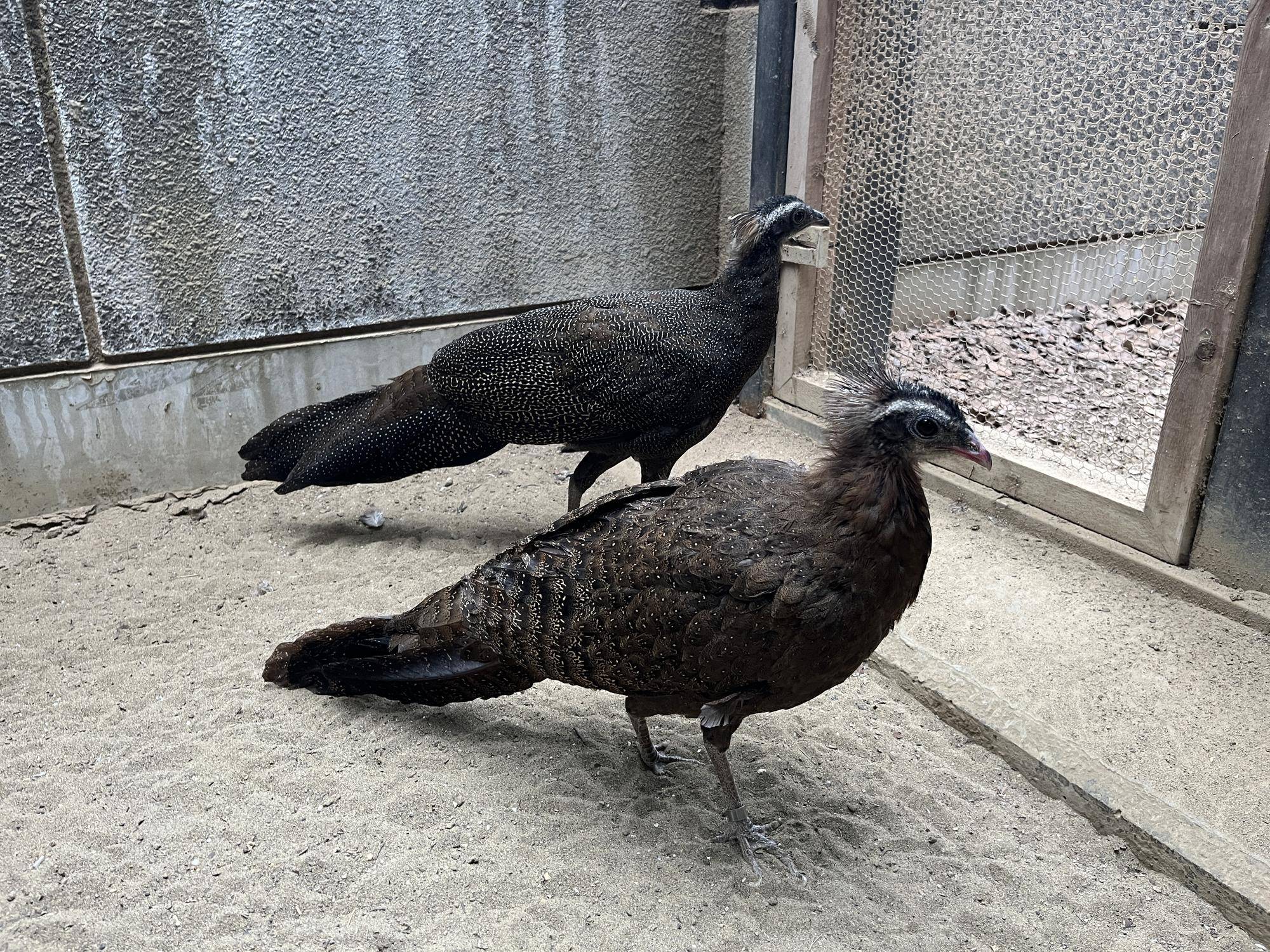 同居しているメスとヒナ (2).jpg