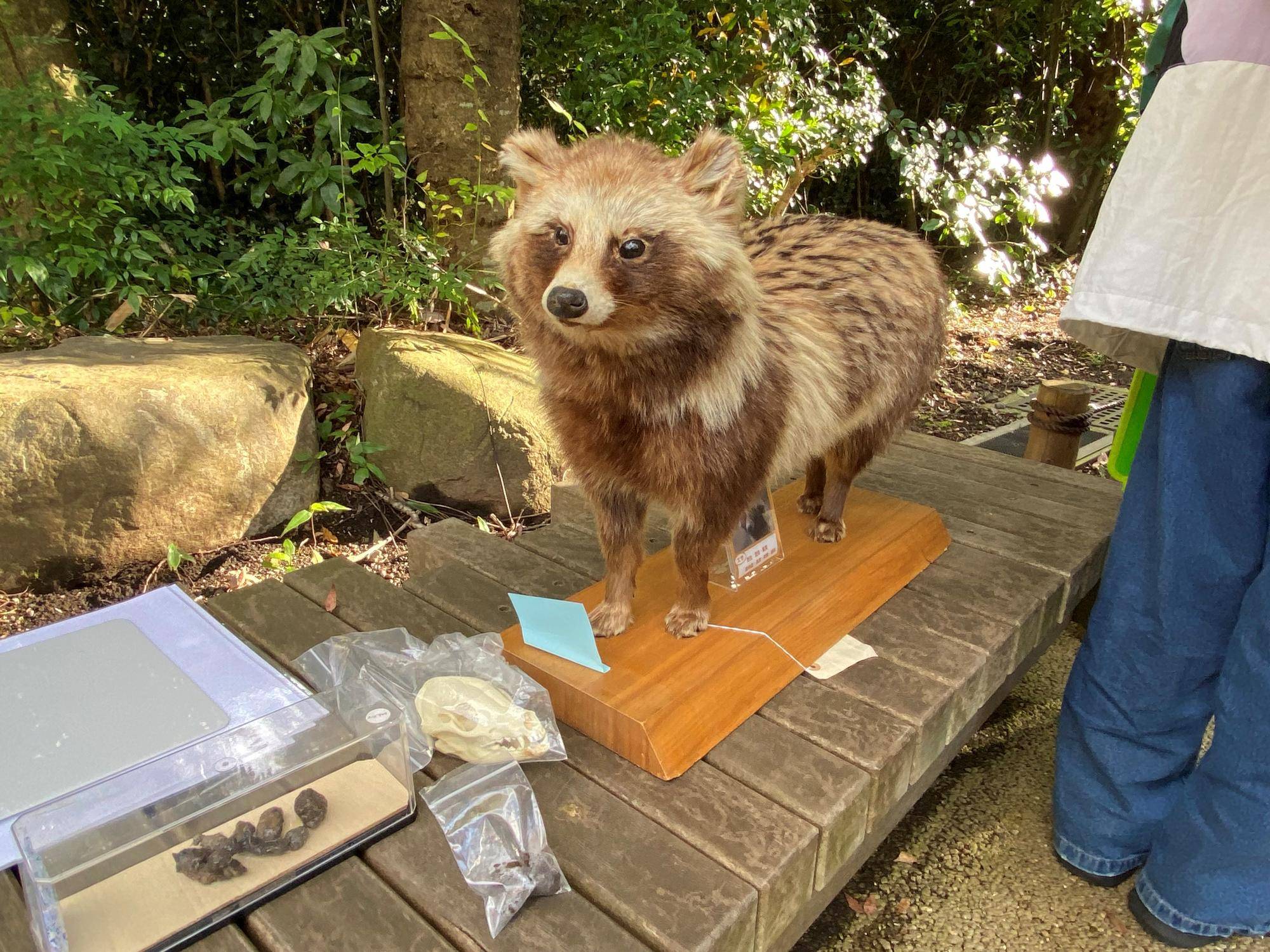 タヌキの標本