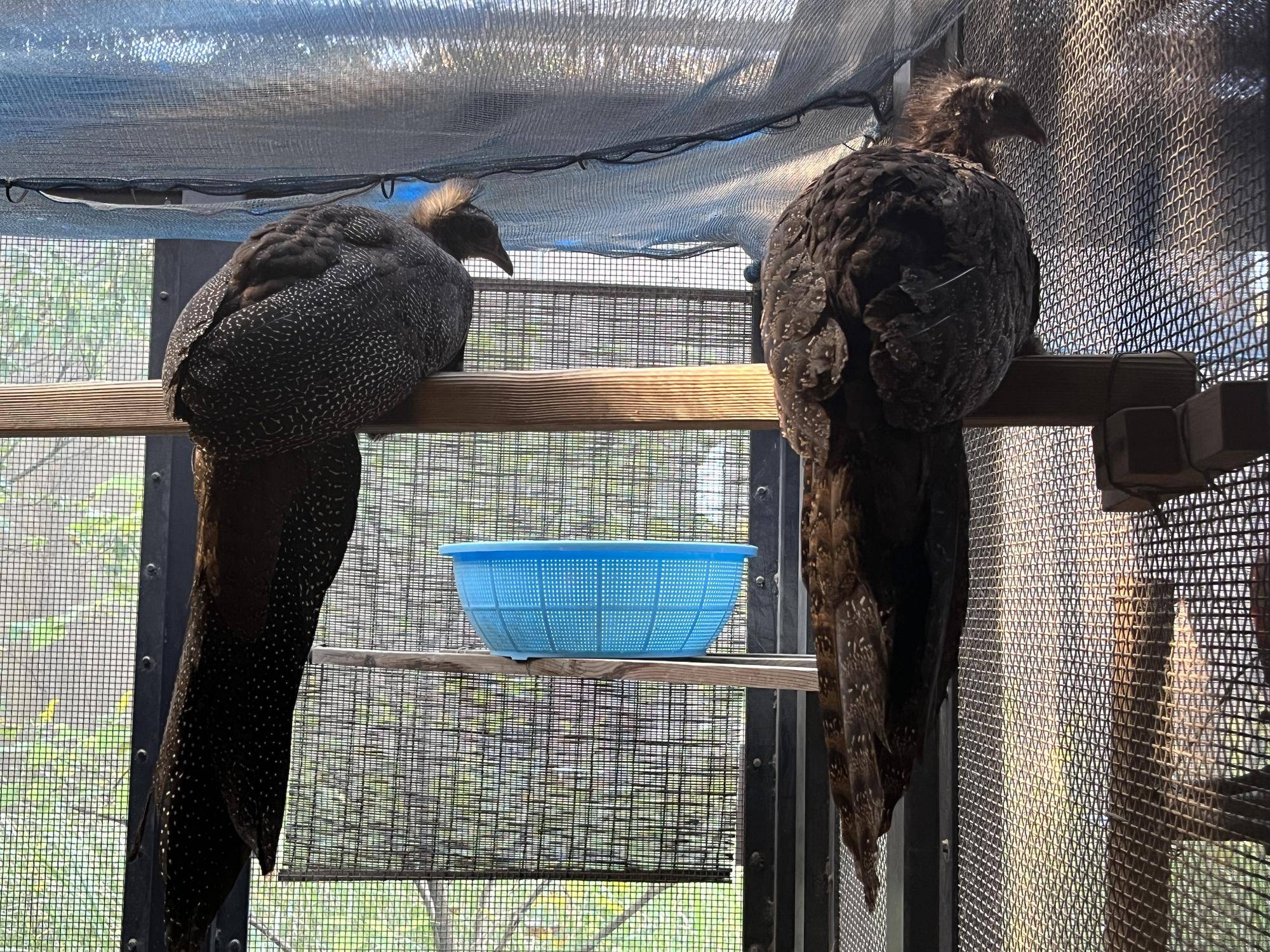 同居しているメスとヒナ (3).jpg