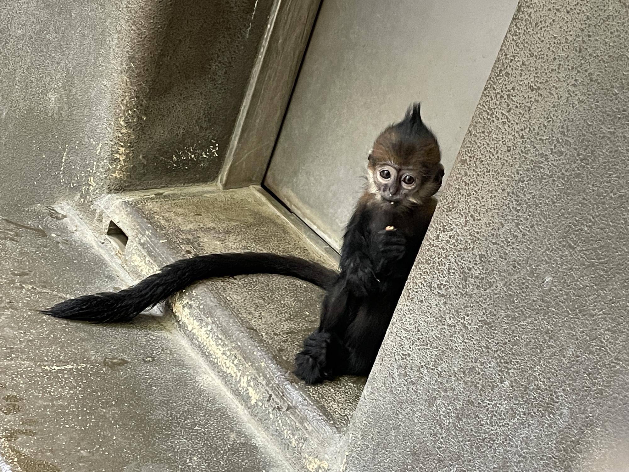 【飼育日誌】20231218:ユズぽん通信6 どんぐりパーティー (3).jpg