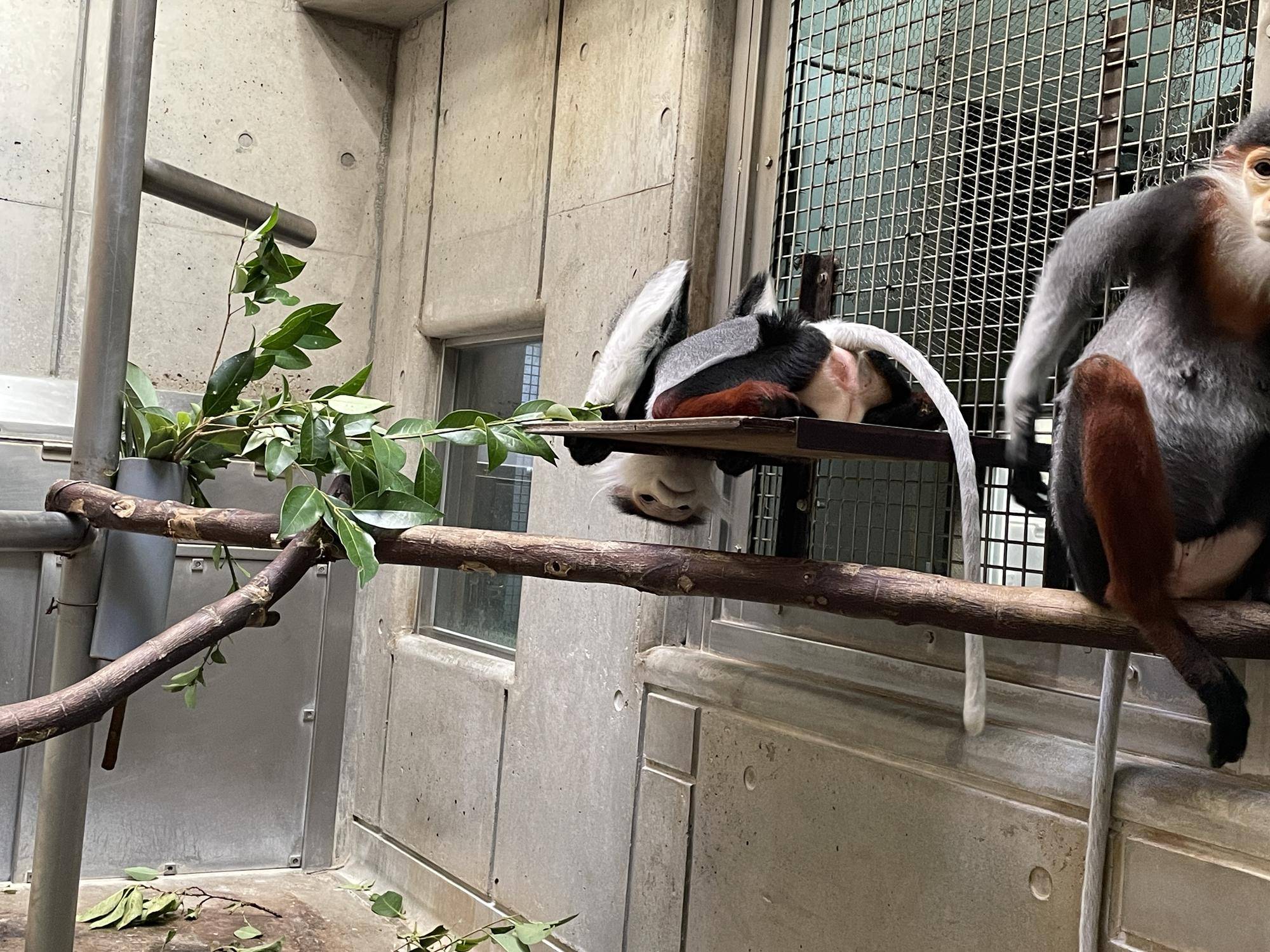 【飼育日誌】20231222:祝!28歳! (13).jpg