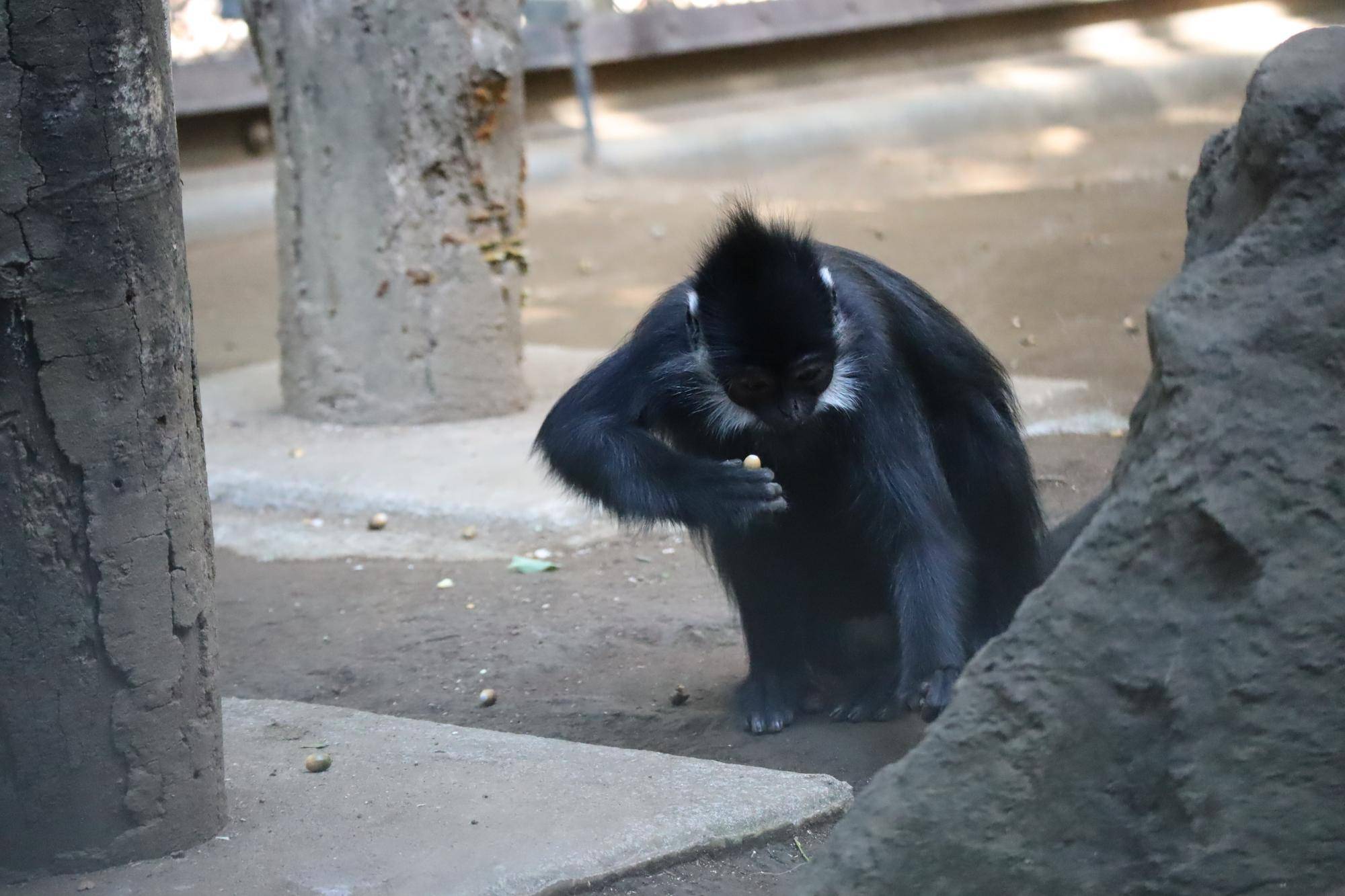 【飼育日誌】20231218:ユズぽん通信6 どんぐりパーティー (2).jpg