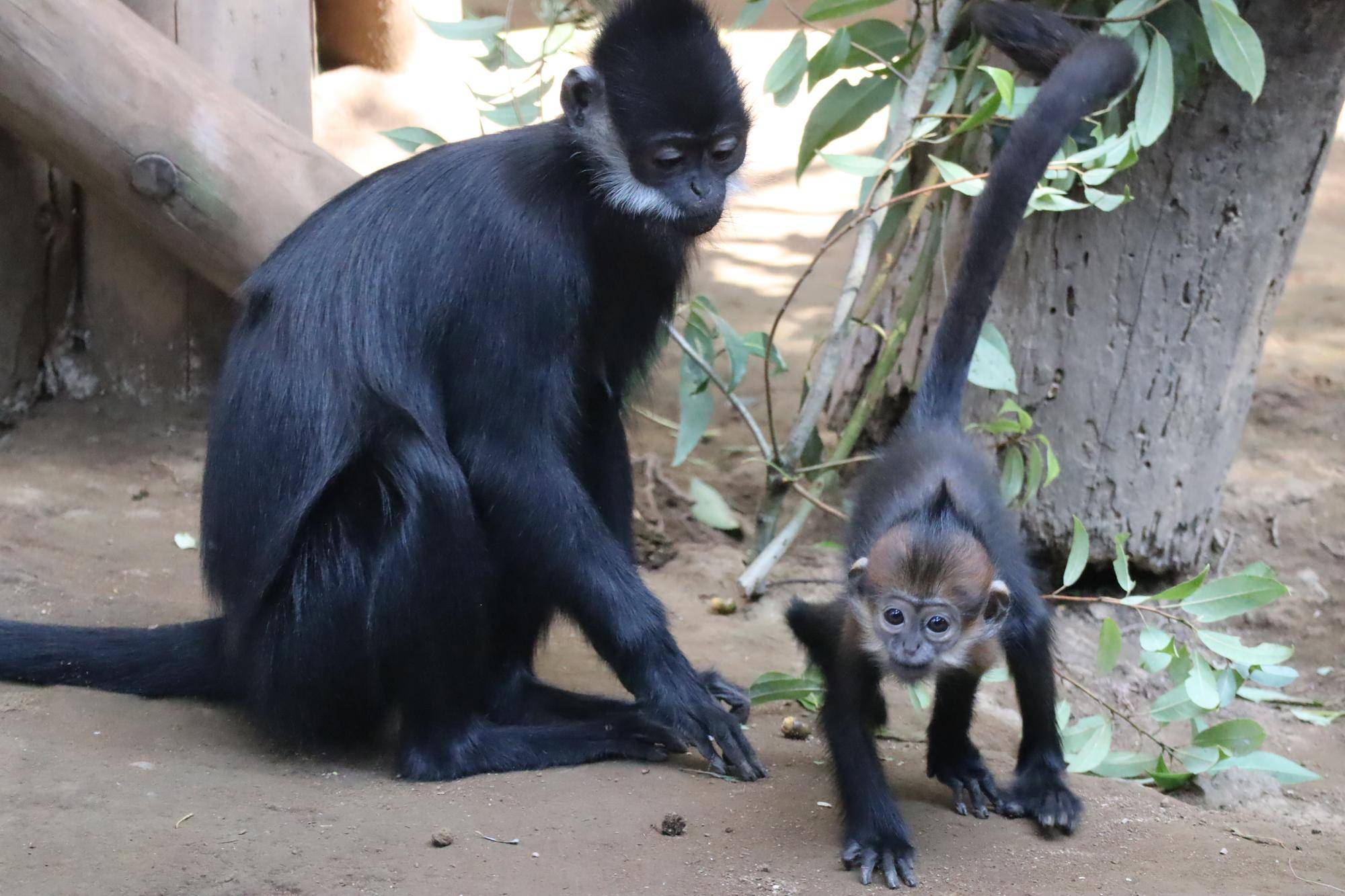 【飼育日誌】20231218:ユズぽん通信6 どんぐりパーティー (9).jpg